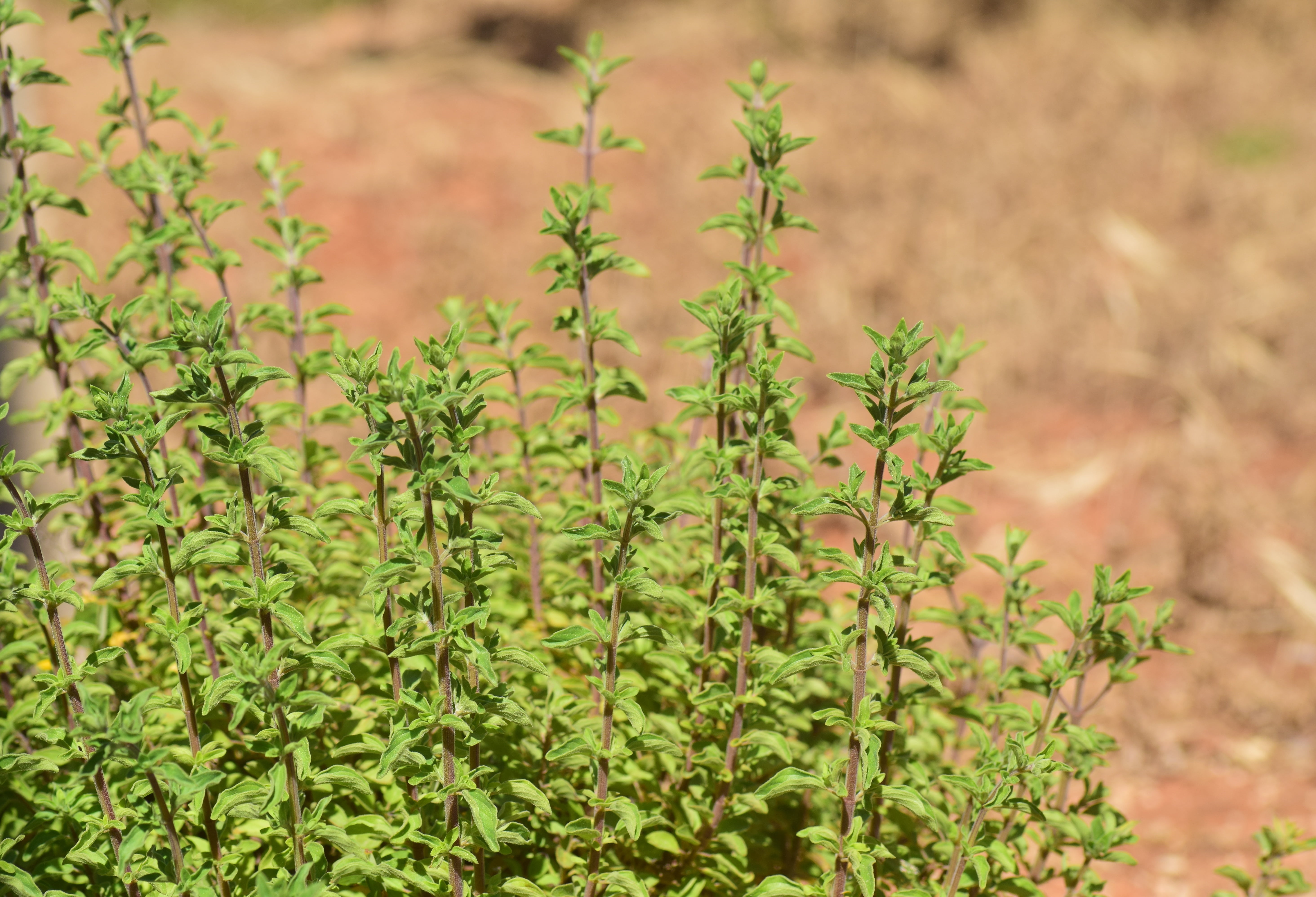 kitchen spice, kuchelkraut, spice, field, lamiaceae, kitchen herb, plant part, growth, no people, focus on foreground, jayanti, origanum majorana, leaf, HD Wallpaper