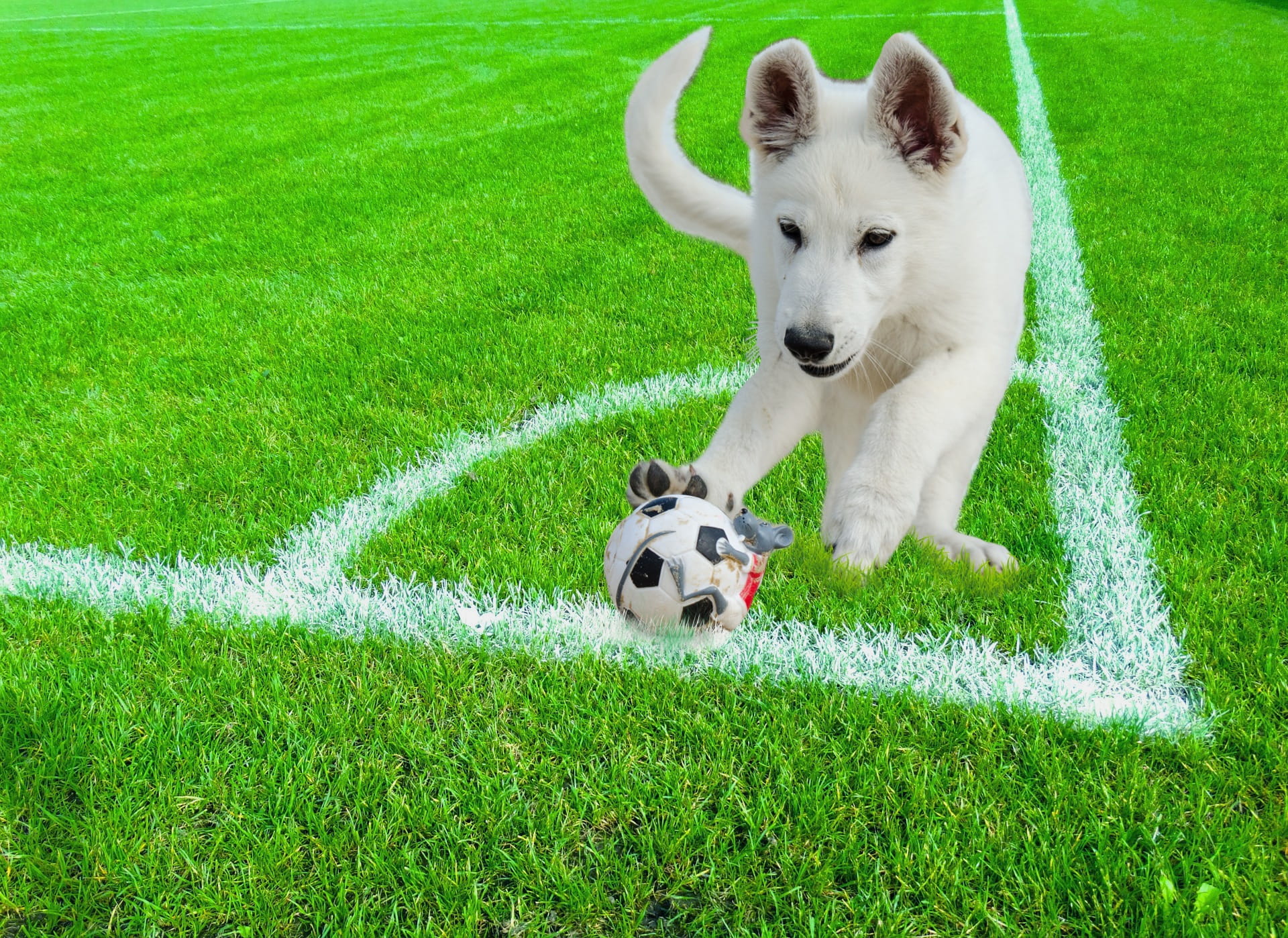 happy, turf, field, background, playful, terrier, soccer ball, vibrant, adorable, domestic, canine, champion, speed, running, team sport, bright, active, HD Wallpaper