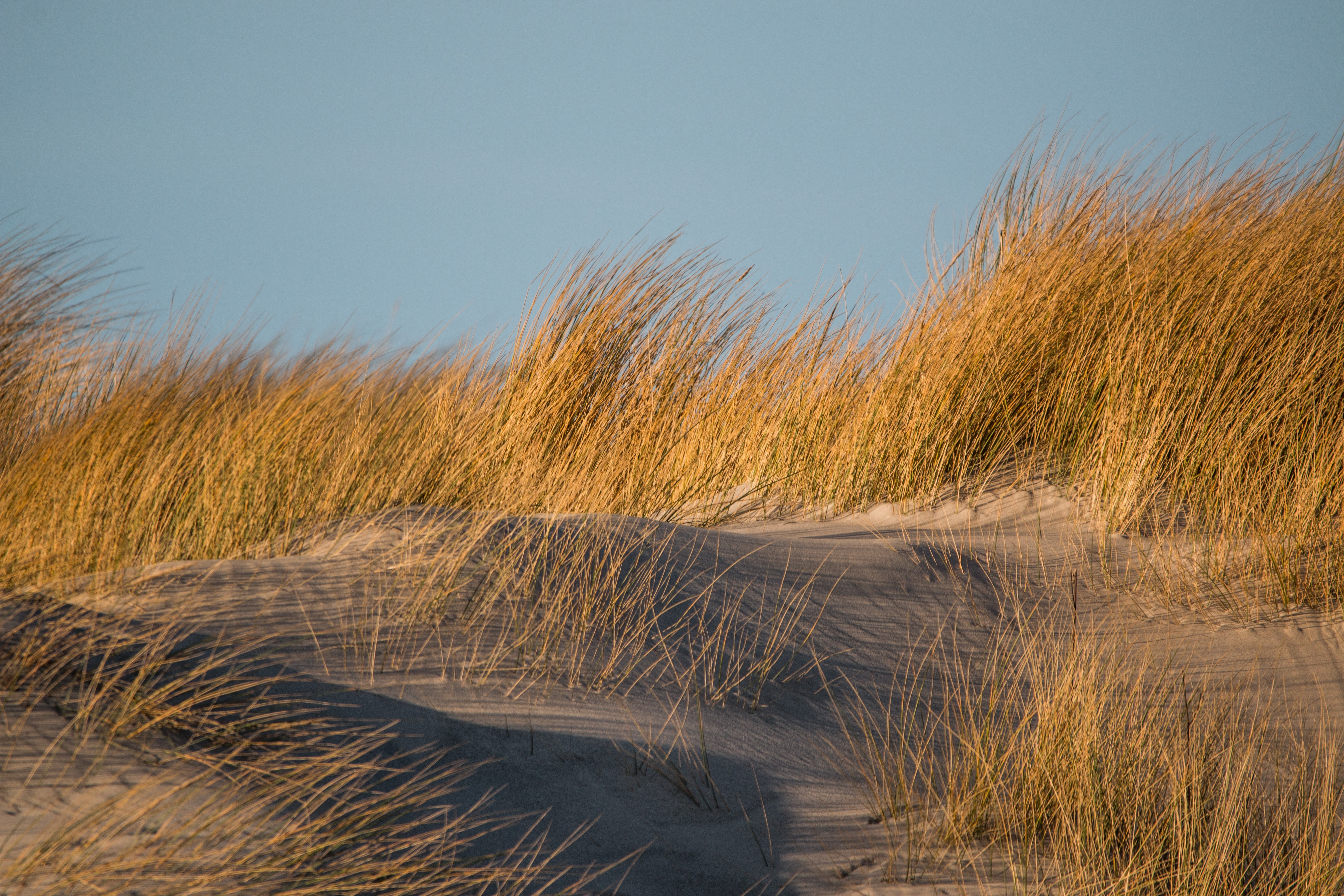 grasses, plant, sky, marram grass, dune, wind, sand dunes, environment, tranquility, beauty in nature, 5K, coast, animal wildlife, north sea, water, dune grass, HD Wallpaper