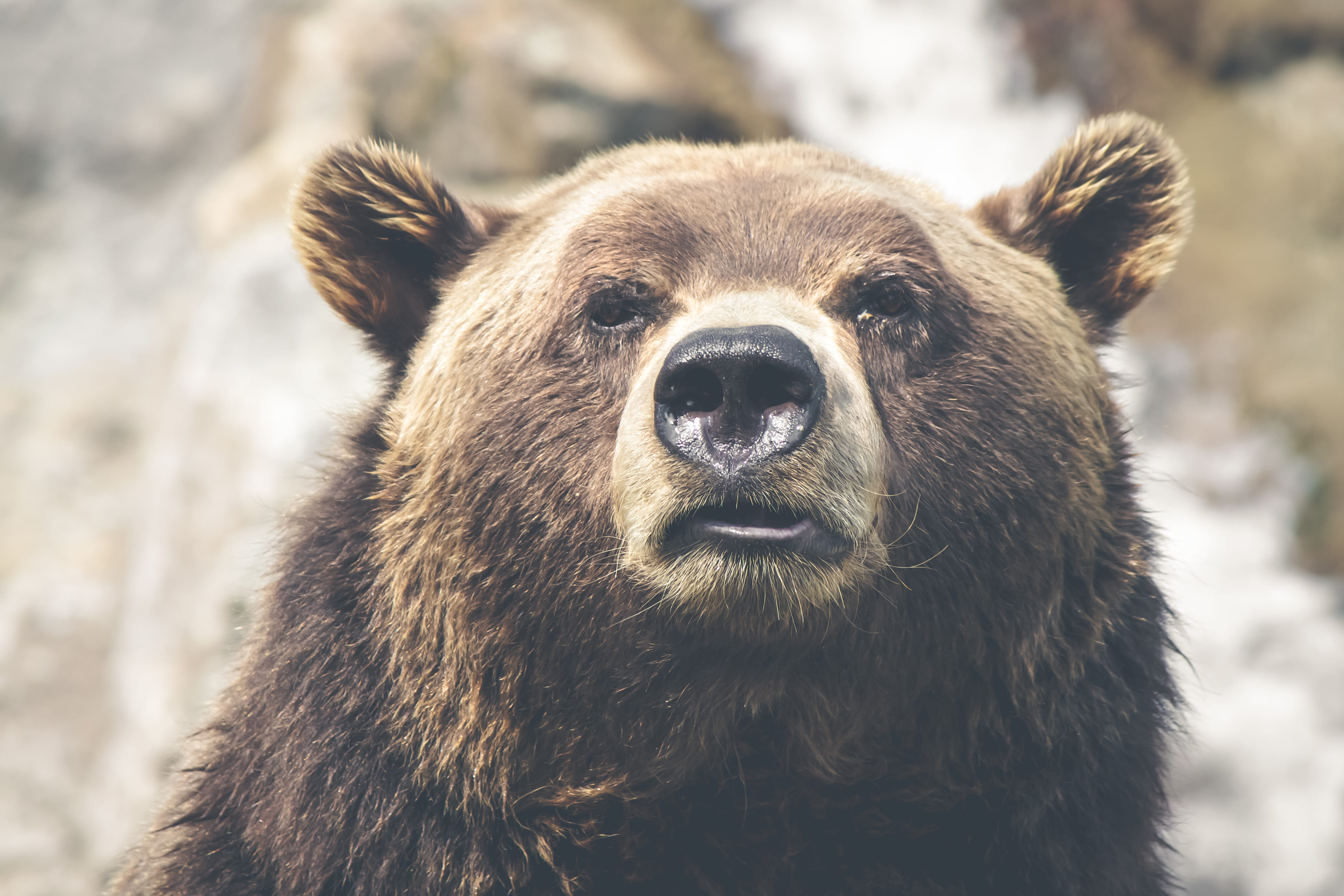 focal, one animal, nature, outdoors, close-up, brown, animals in the wild, selective, photo, portrait, looking at camera, animal, snout, animal themes, HD Wallpaper