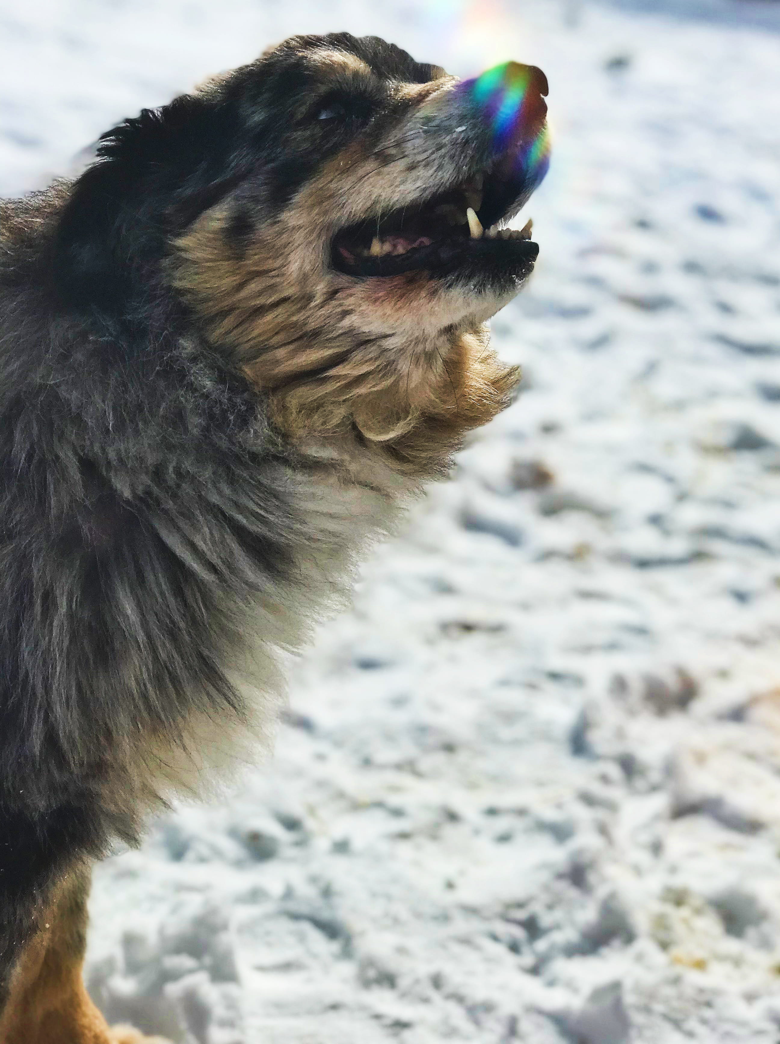 beach, no people, snow, rainbow, pets, united states, light, animal themes, wolf, australian shepherd, animal head, one animal, animal mouth, outdoors, Phone HD Wallpaper