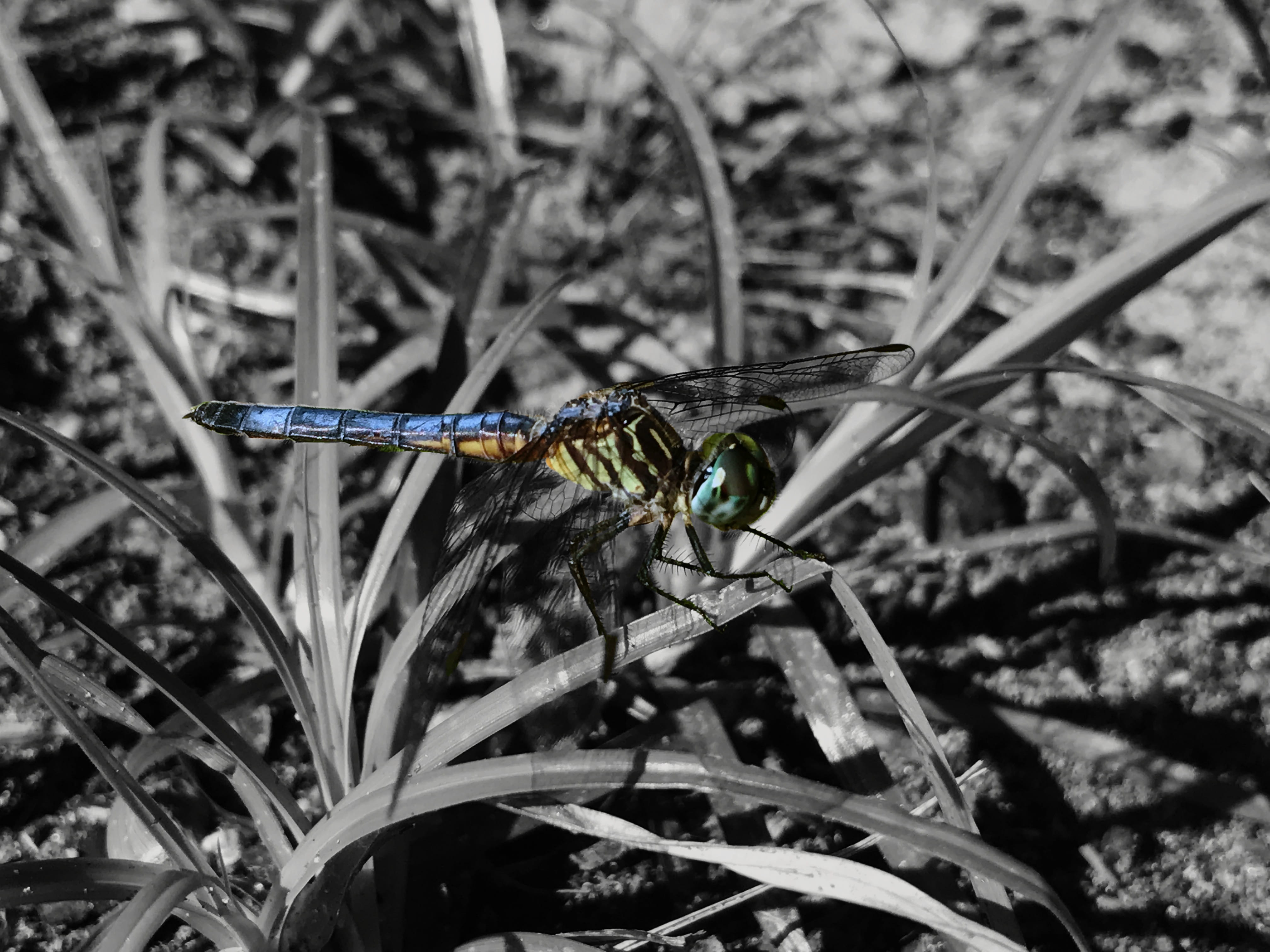 focus on foreground, growth, day, rainbow, nature, one animal, grass, outdoors, field, blade of grass, savannah, united states, invertebrate, no people, HD Wallpaper