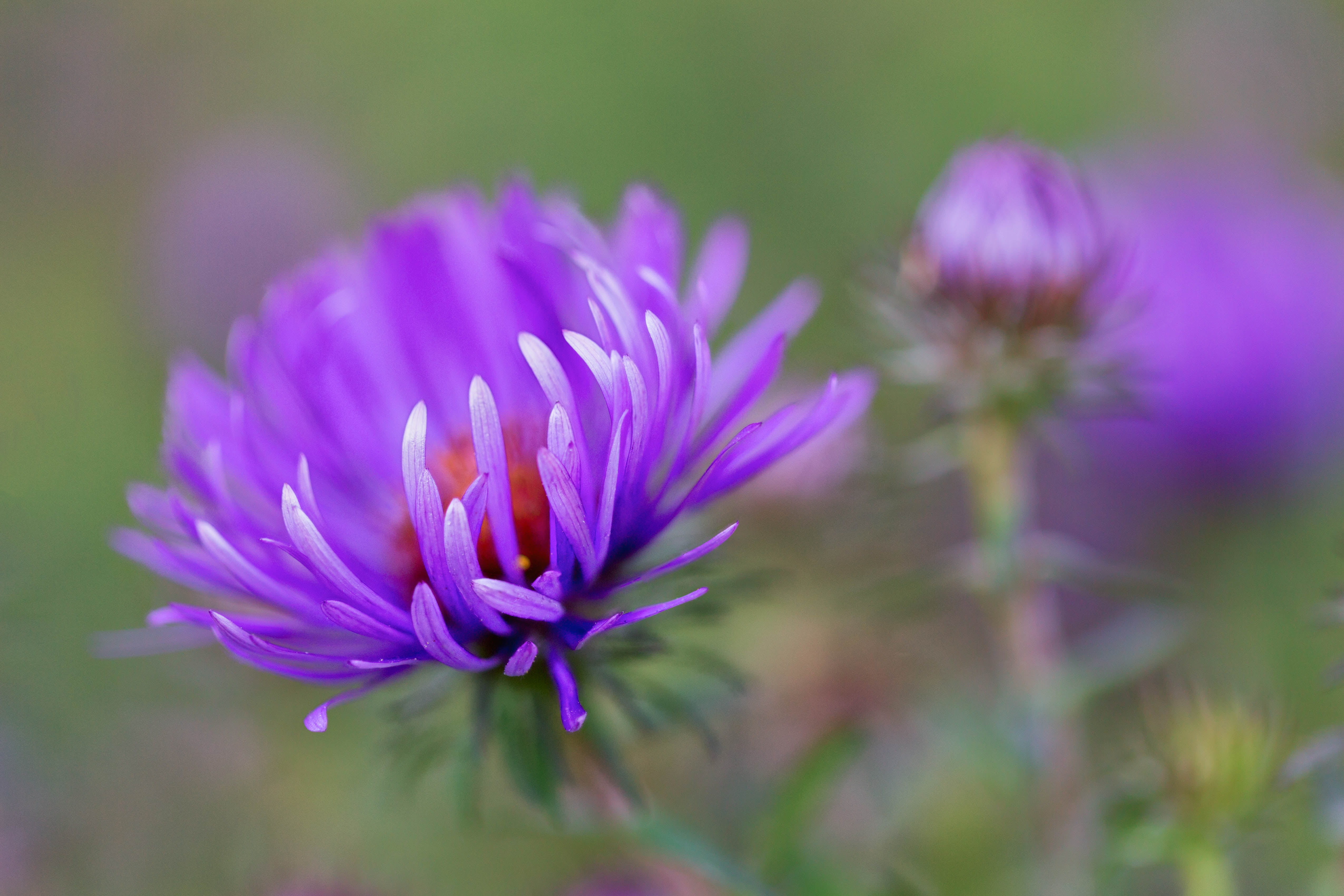 floral, nature, flowers, plant, 4K, Colorado, close-up, outdoors, focus, shallow focus, purple, summer, flower, Asters, shallow, flower Head, petal, botany, HD Wallpaper