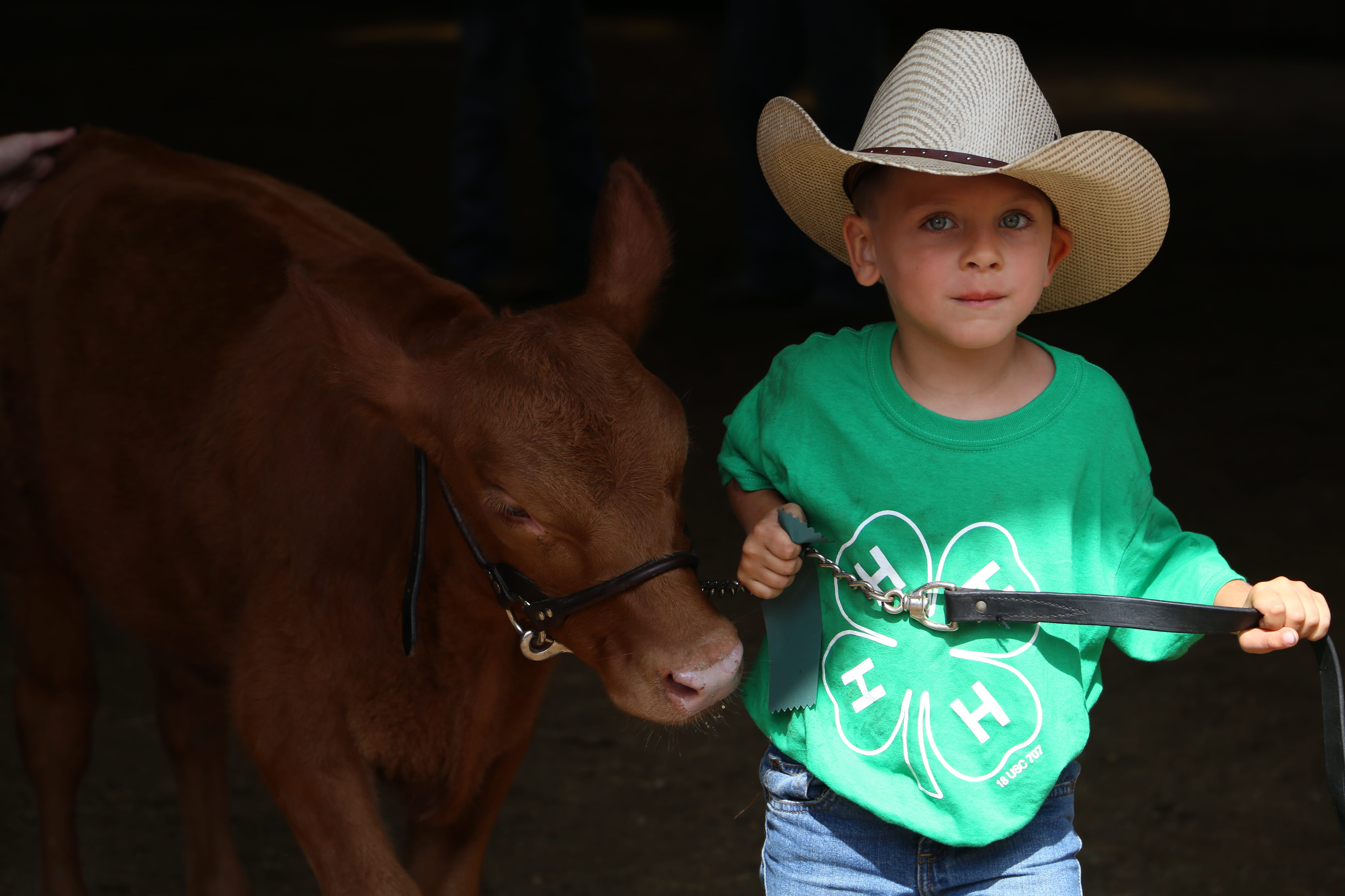 fair, childhood, one person, clothing, calf, canon, leisure activity, 4-h, pets, cowboy hat, domestic animals, boys, alta, kid, casual clothing, cute, fun, HD Wallpaper