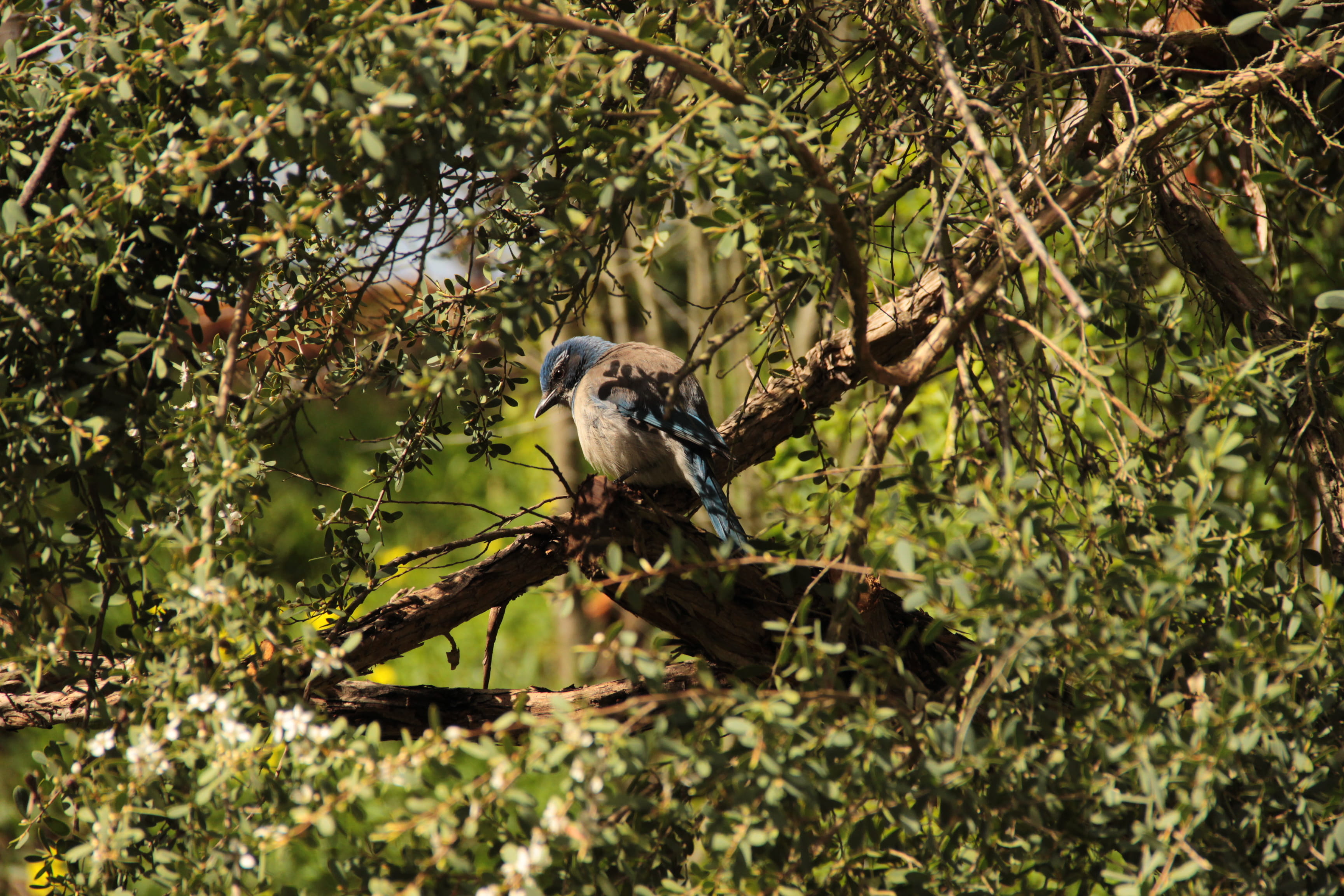 san francisco, no people, blue bird, united states, california birds, leaf, 2K, day, california, animal themes, plant, plant part, one animal, buena vista park, HD Wallpaper