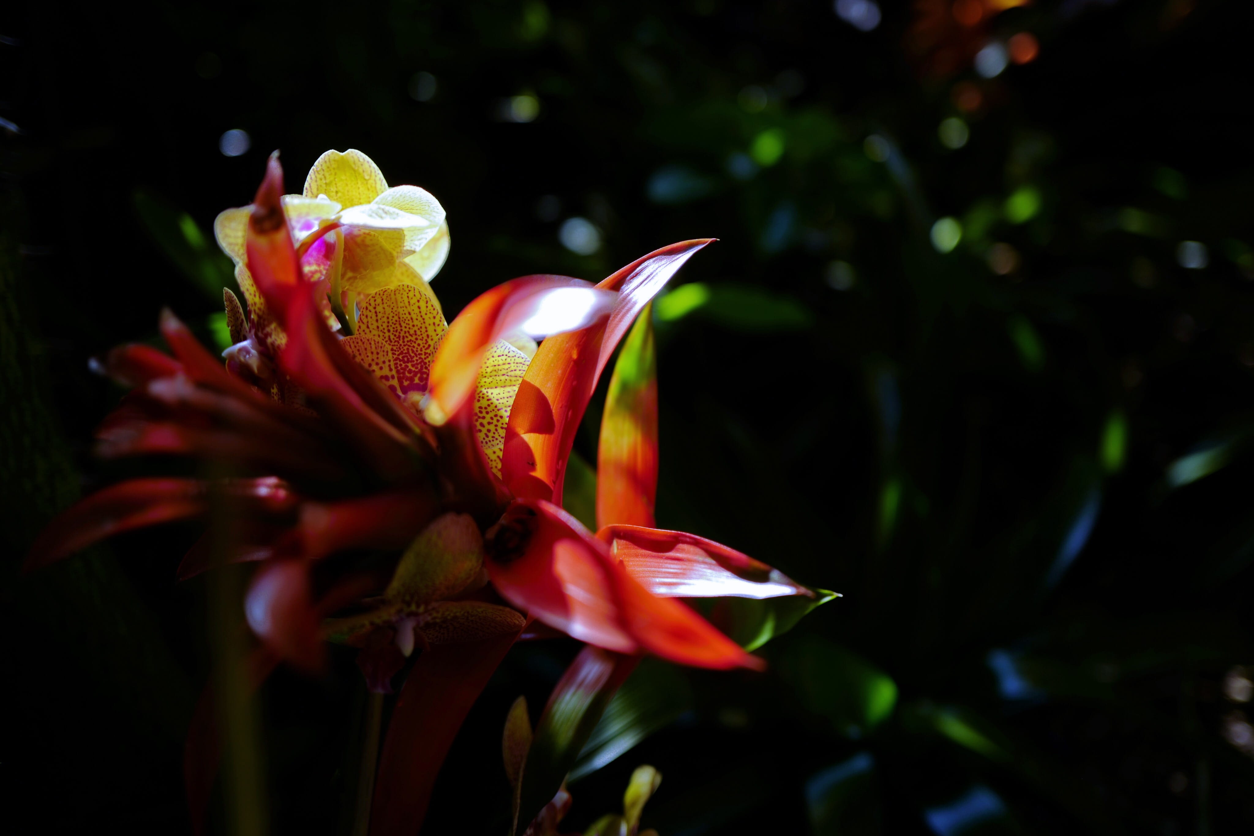 flowers, bloom, freshness, plant, red, beauty in nature, 4K, fragility, vulnerability, no people, flower head, epcot, flower, nature, botany, inflorescence, HD Wallpaper