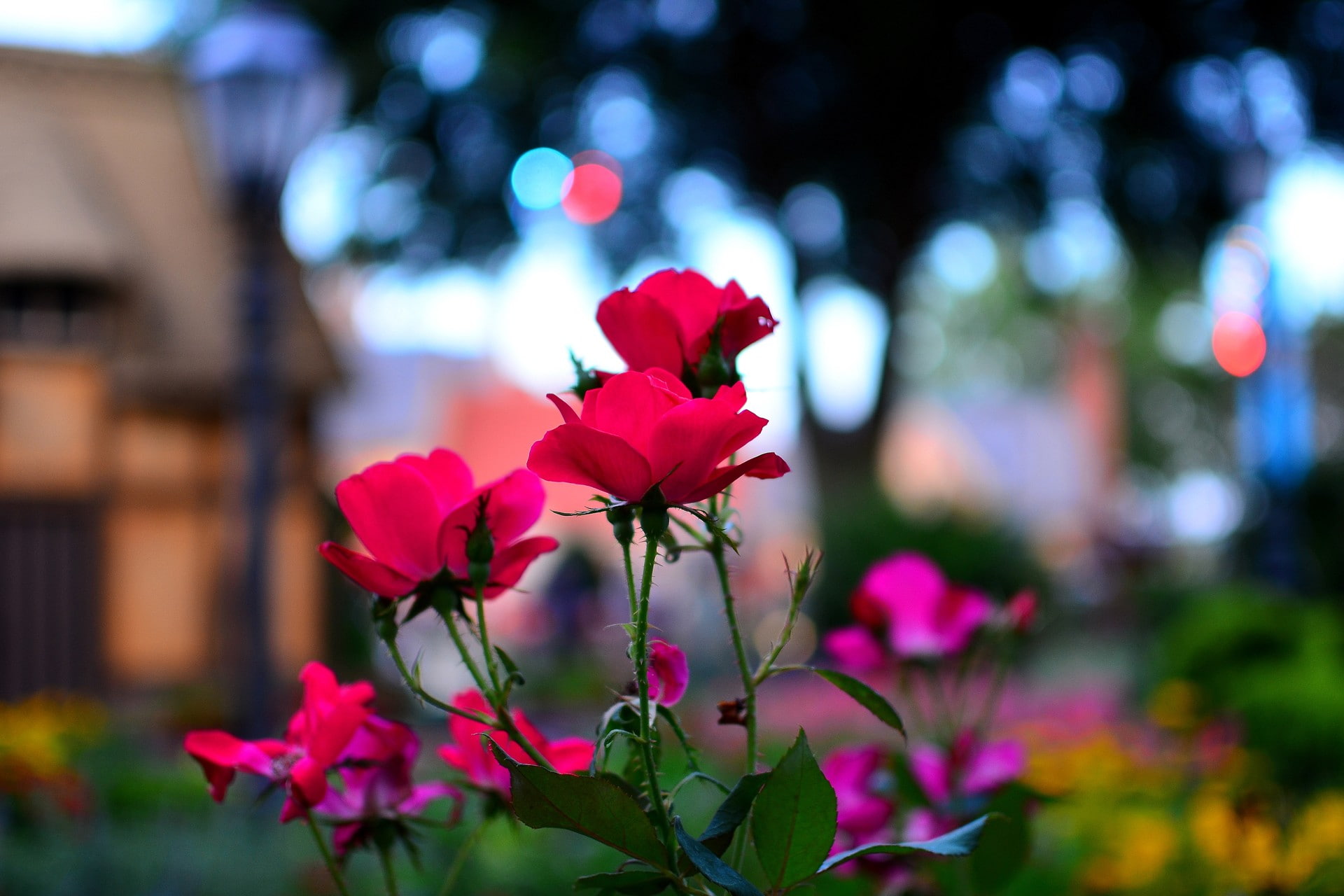 roses, flowers, epcot, 1080P, macro, nature, HD Wallpaper