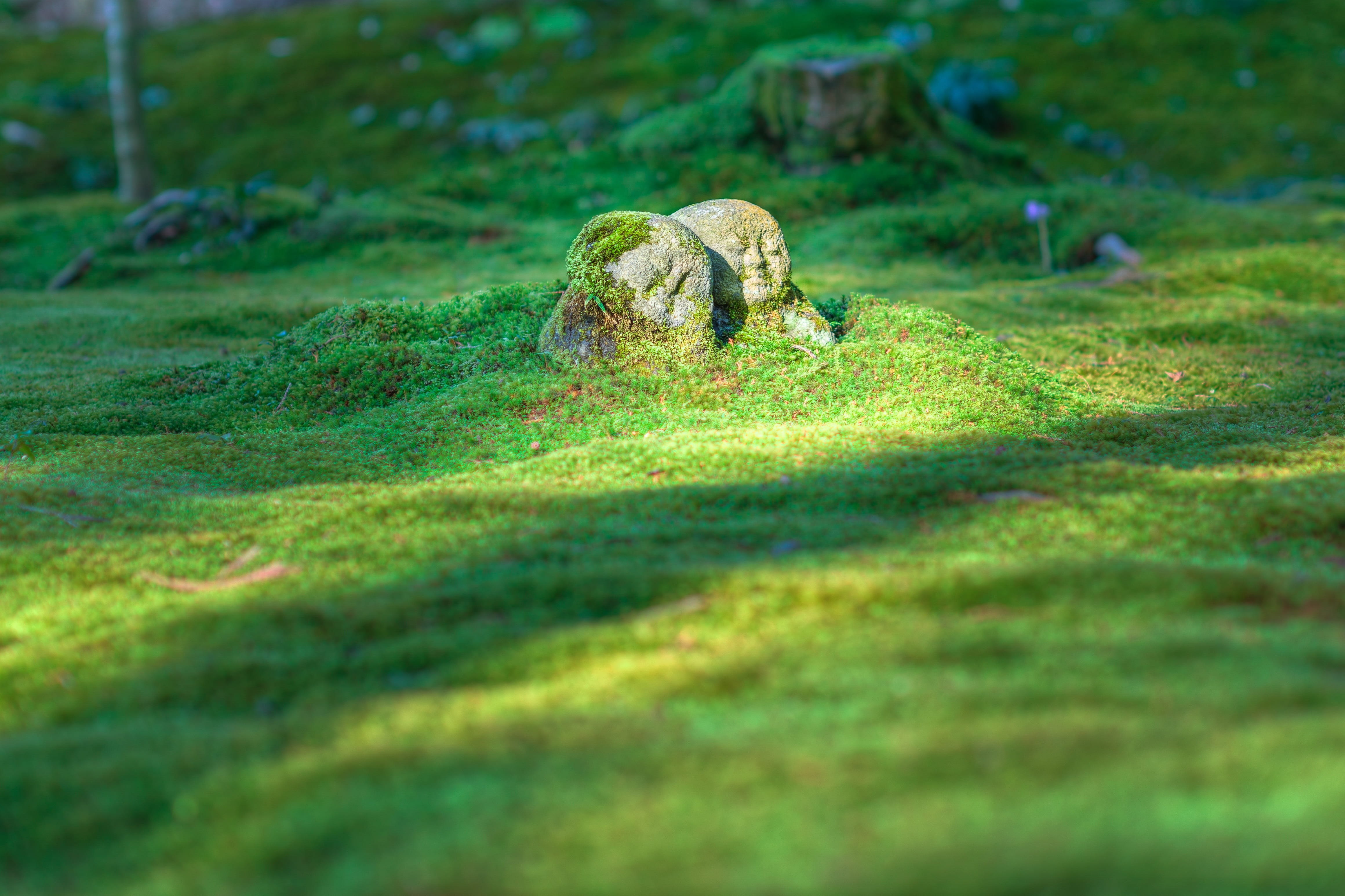 culture, Buddhism, color, sculpture, green color, plant, animal themes, landscape, beauty in nature, garden, japan, worship, art, animal, statue, Heritage, HD Wallpaper