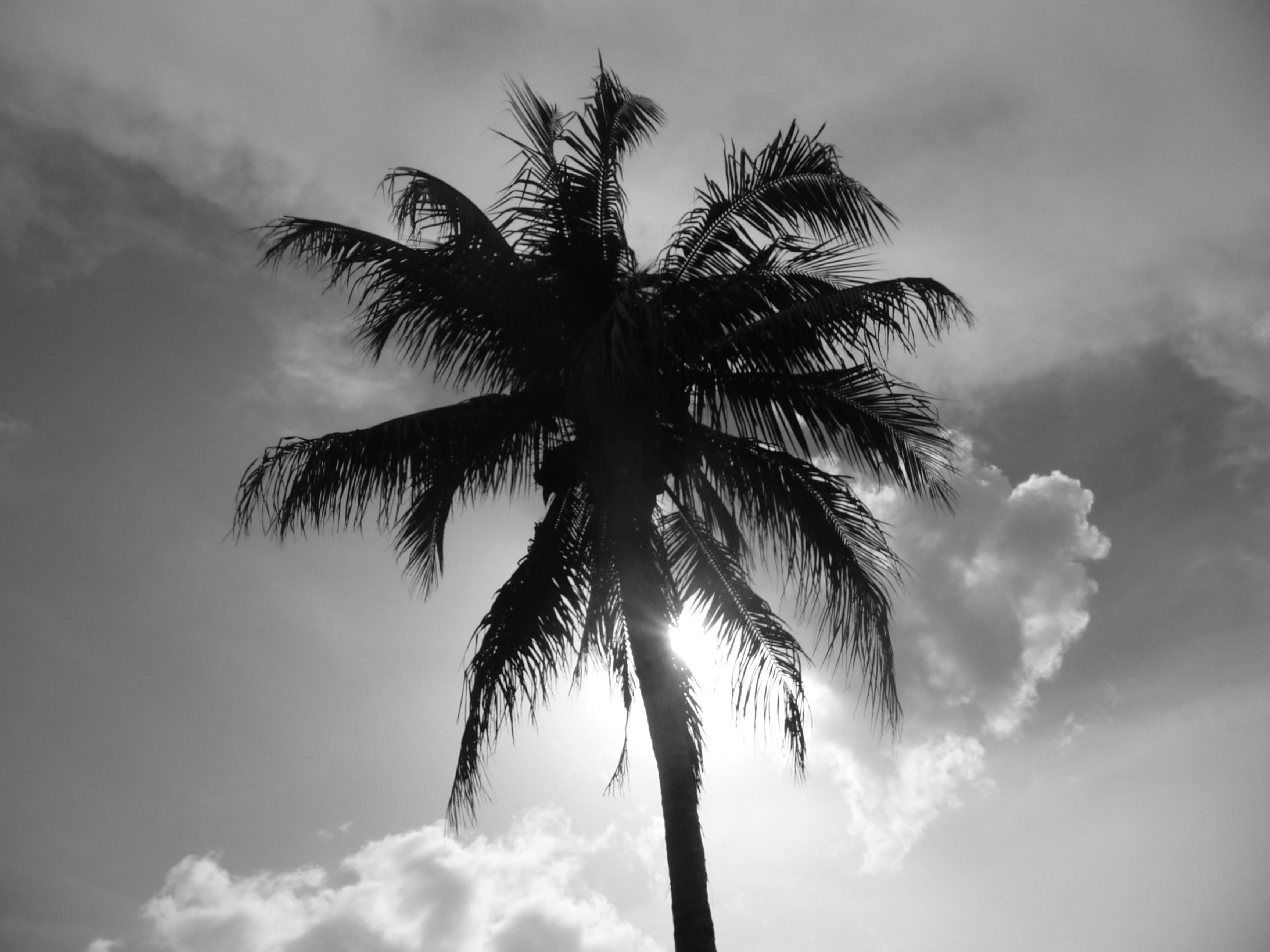tree trunk, palm, sunlight, palm leaf, beauty in nature, scenics - nature, plant, coconut palm tree, sky, silhouette, cloud - sky, 2K, low angle view, HD Wallpaper