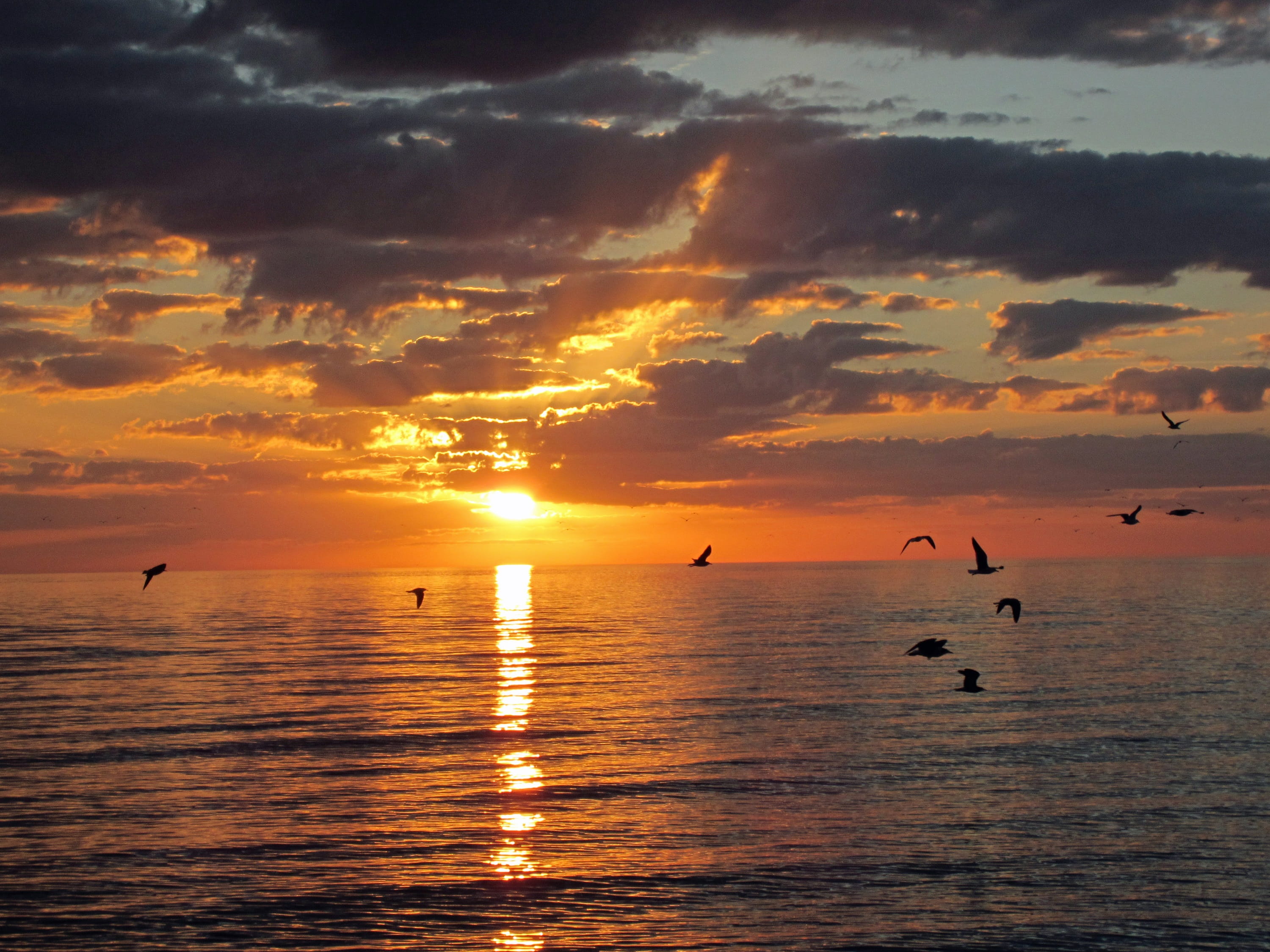 beauty in nature, 2K, seagull, tranquil scene, animal themes, seagulls, orange color, sky, horizon over water, clouds, tranquility, bird, sea, scenics - nature, HD Wallpaper
