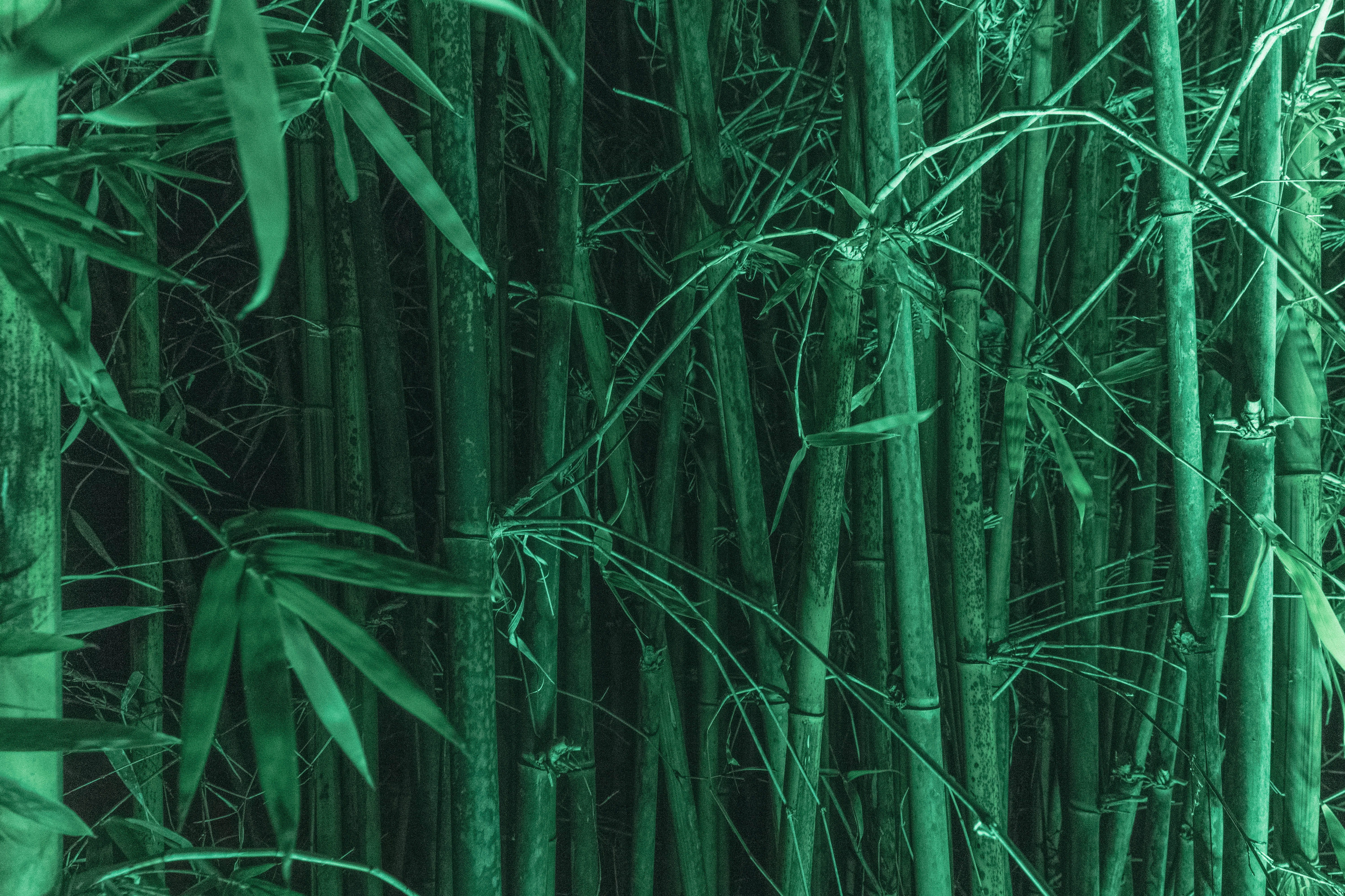 packed, florida, bamboo - plant, backgrounds, land, bamboo, hollow, day, growth, weed, naples botanical garden, naples, nature, plant part, forest, garden, HD Wallpaper
