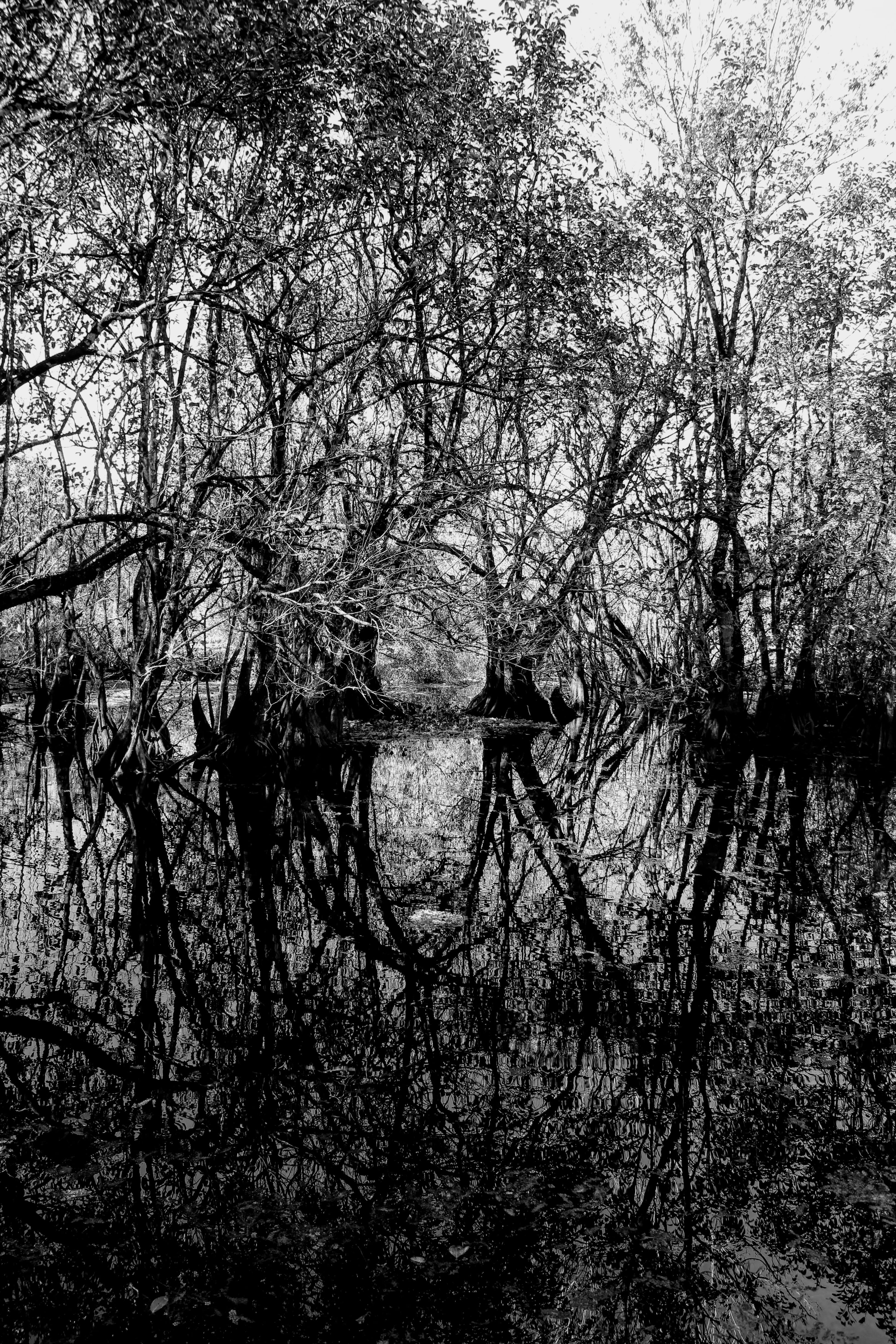bare tree, florida, beauty in nature, scenics - nature, woodland, day, reflections, reflection, black and white, design, modern, texture, branch, corkscrew swamp sanctuary, Phone HD Wallpaper