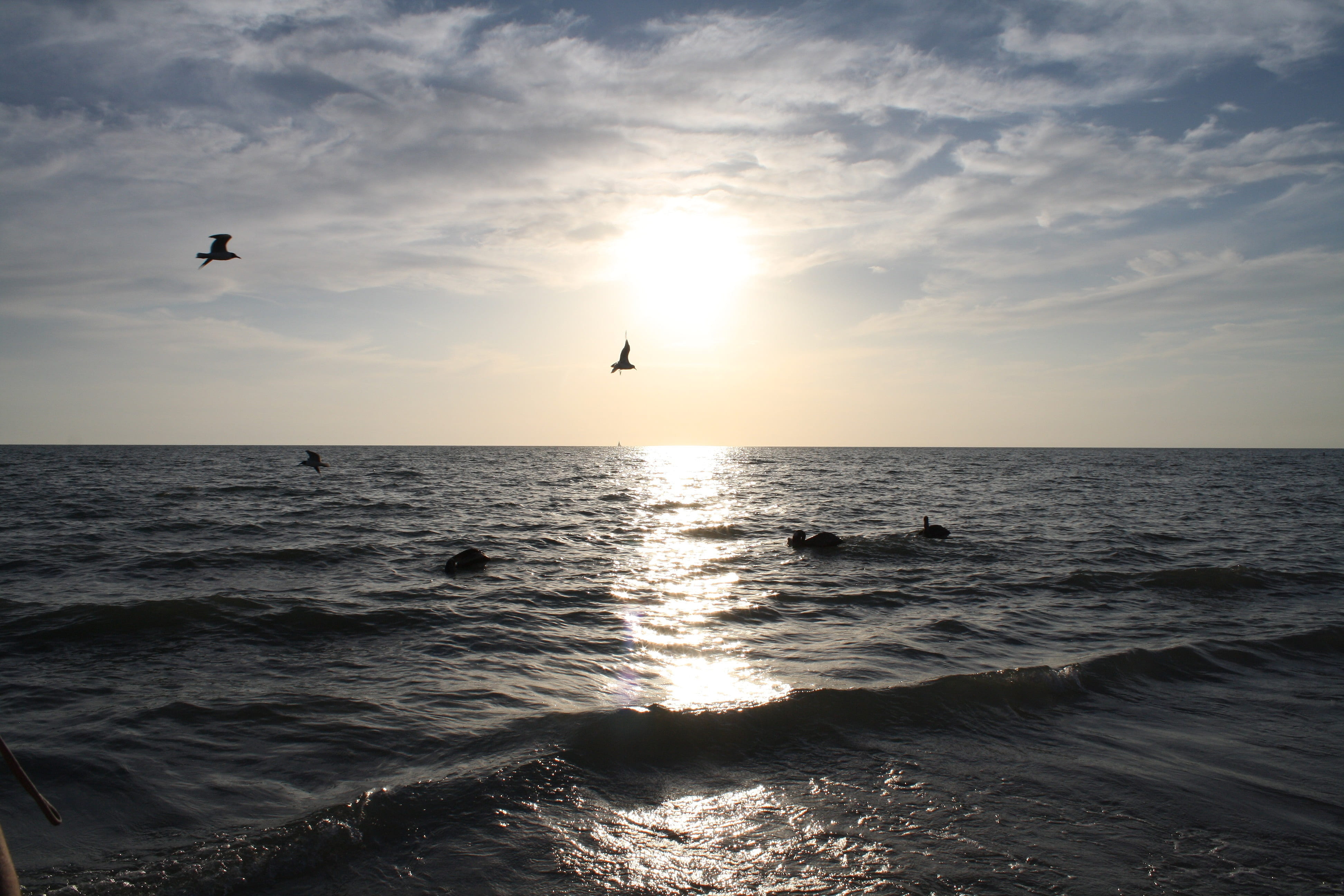 horizon over water, pelikan, nature, animal wildlife, naples, no people, animals in the wild, outdoors, horizon, animal themes, sun, mid-air, scenics - nature, HD Wallpaper