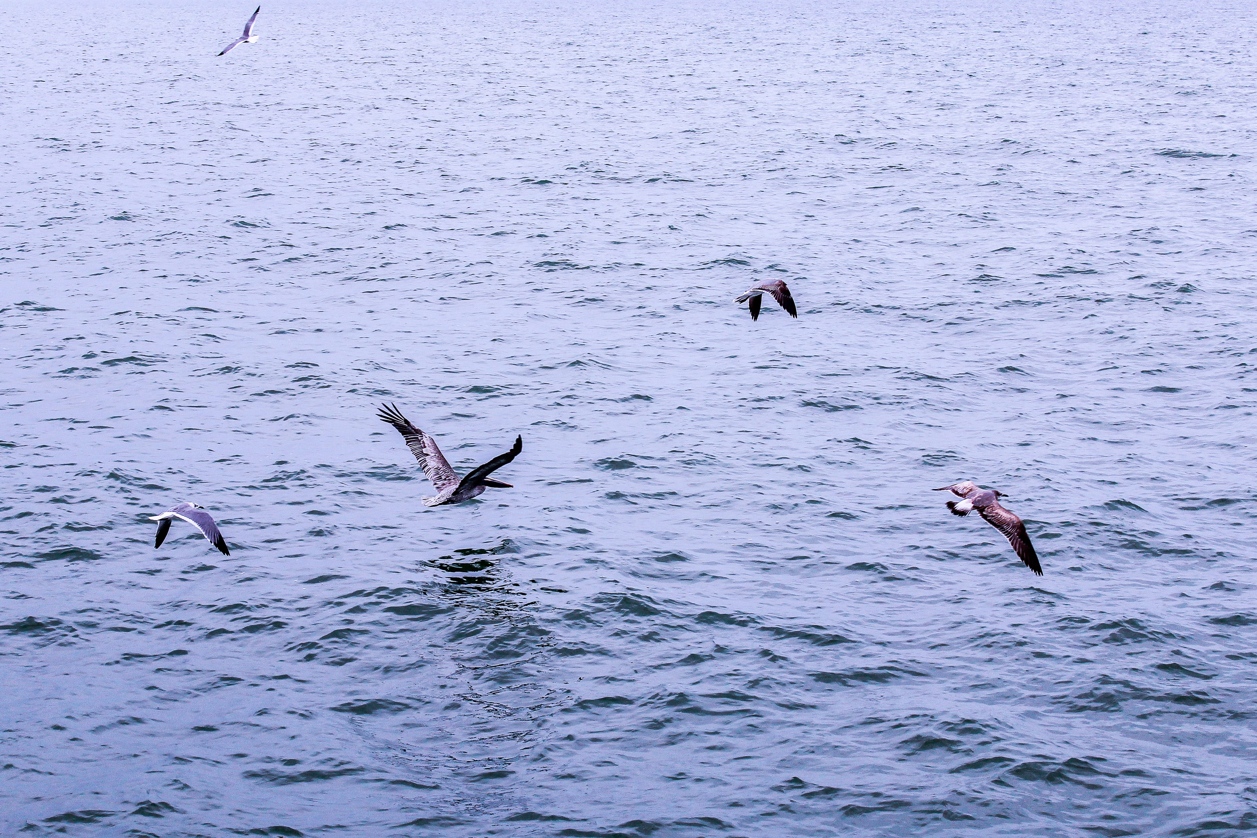 sea life, day, animal, fishing, birds, florida, animal wildlife, naples, outdoors, group of animals, sport, wildlife, pelican, vertebrate, marine, beauty in nature, HD Wallpaper