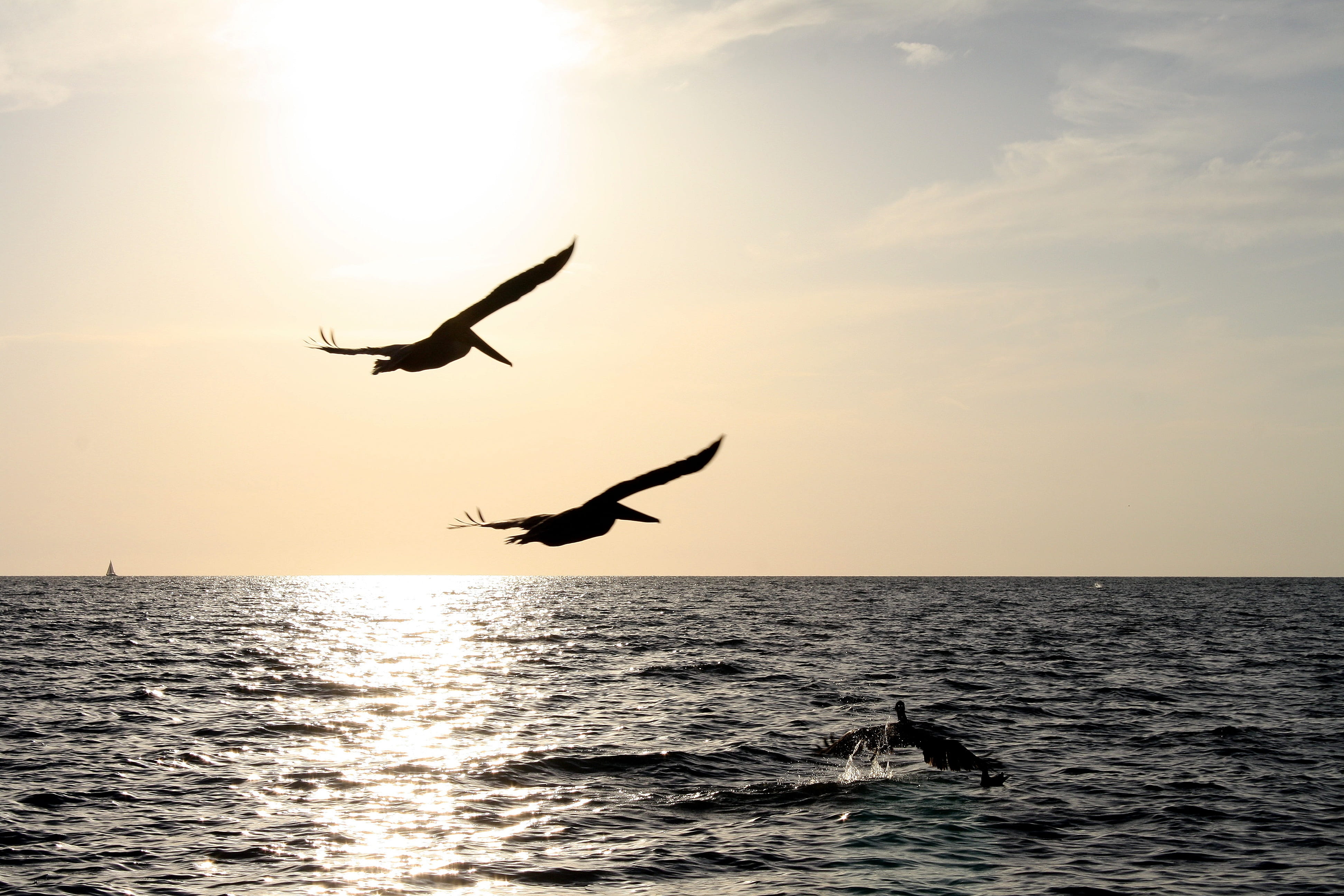 animal, horizon over water, usa west coast, beauty in nature, no people, animal wildlife, pelikan, naples, spread wings, bird, sky, 4K, outdoors, florida, HD Wallpaper