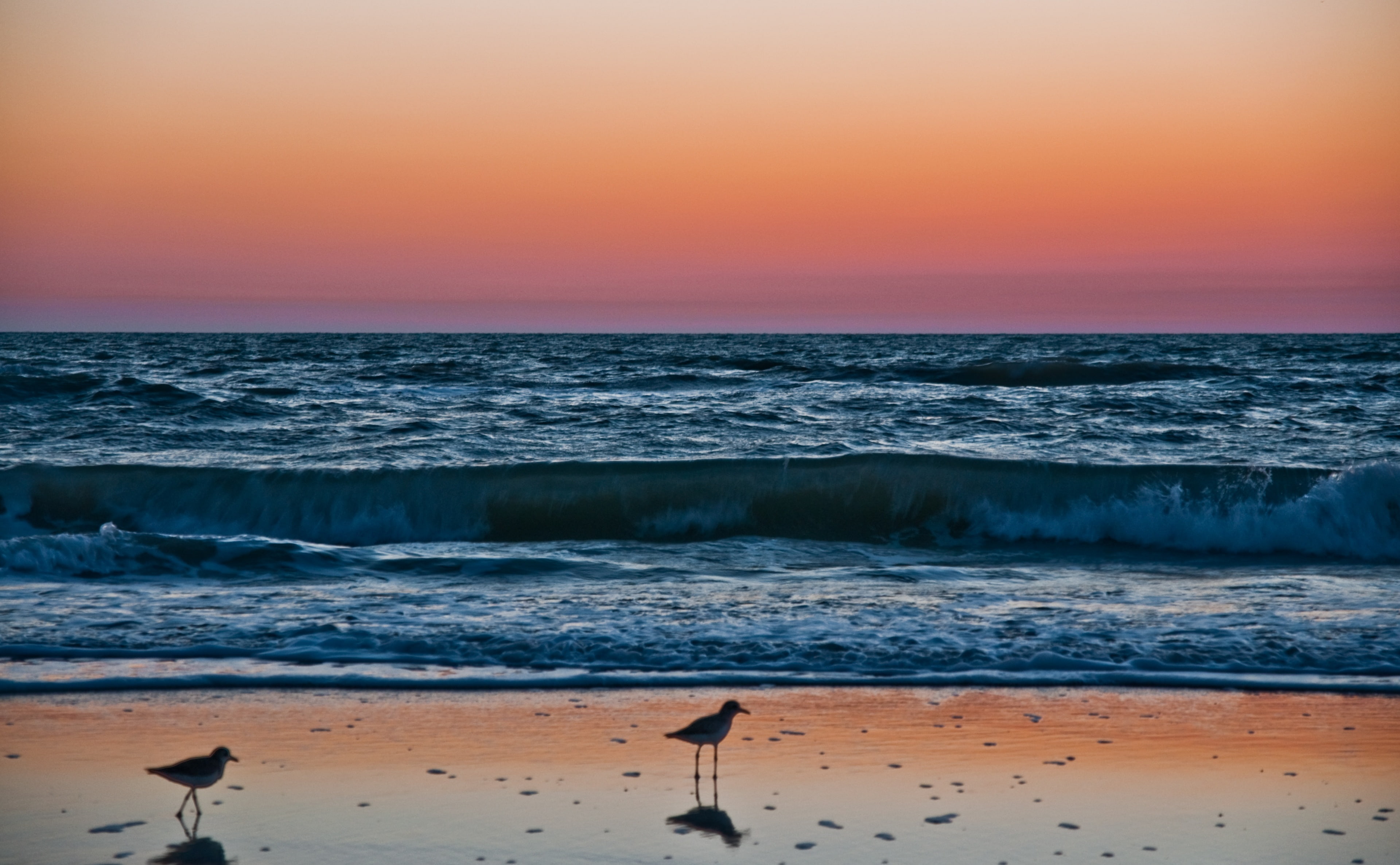 sandpipers, animals in the wild, Waves, seagull, Seagulls, animal, Florida, United States, two, horizon over water, wave, tranquil scene, Reflection, Sunset, HD Wallpaper