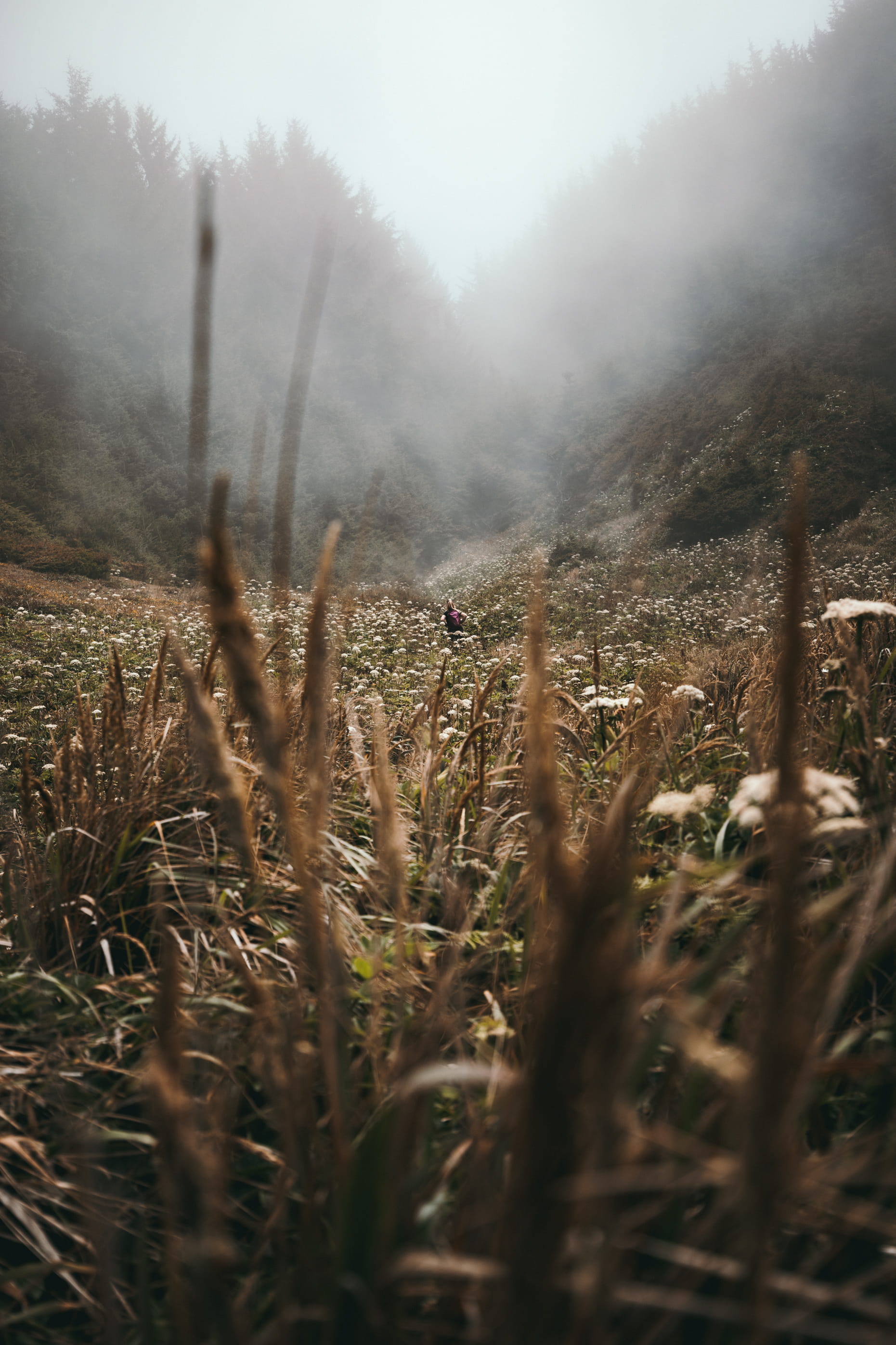 poster, sky, grass, summer, seek, scenics, haze, day, outdoors, non-Urban Scene, meadow, autumn, field, nature, flower, rural Scene, morning, sunlight, Phone HD Wallpaper