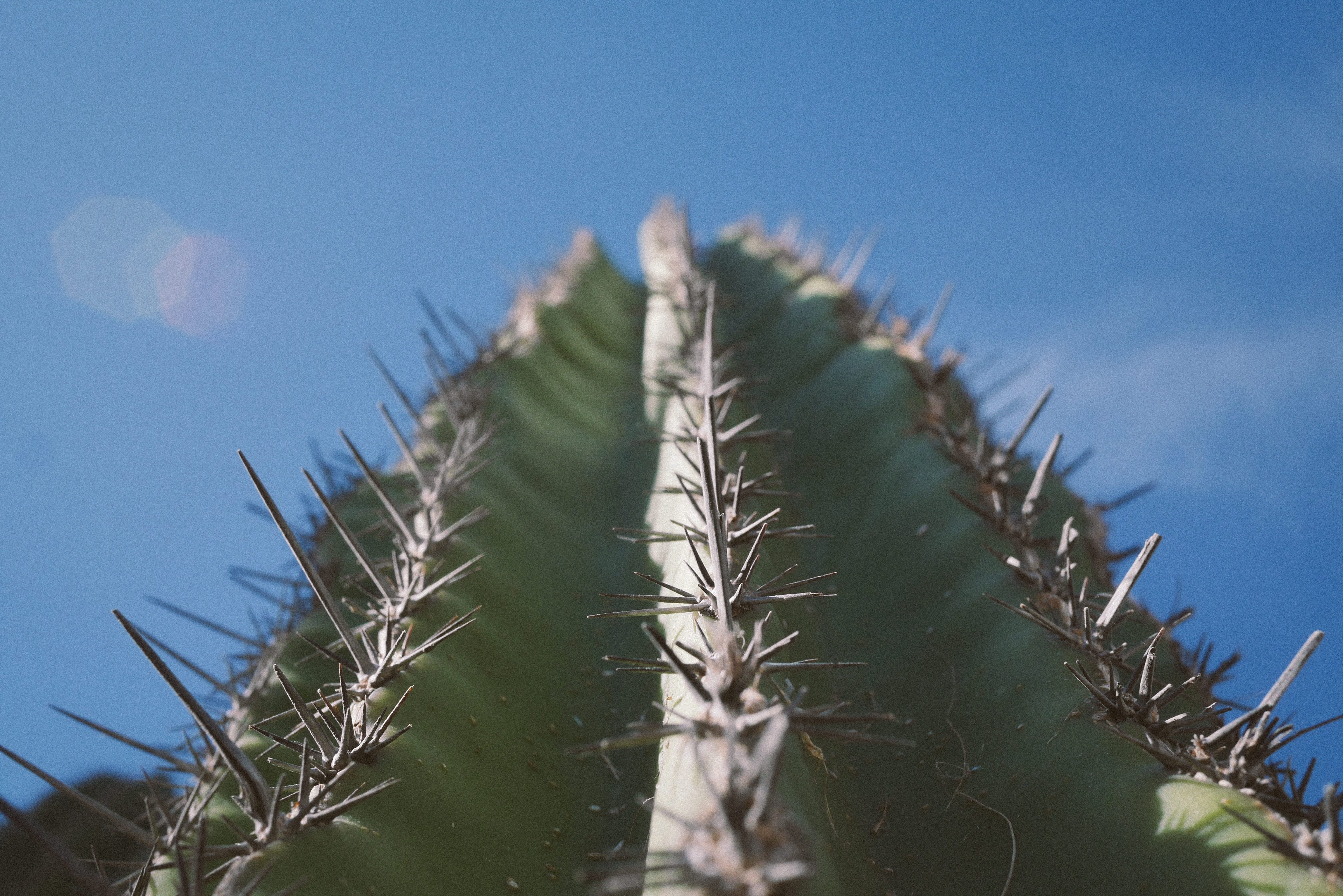 succulent plant, spike, coniferous tree, growth, green color, daytime, bokeh, beauty in nature, photography, cacti, nature, plant, angle, worm, land, blue, HD Wallpaper