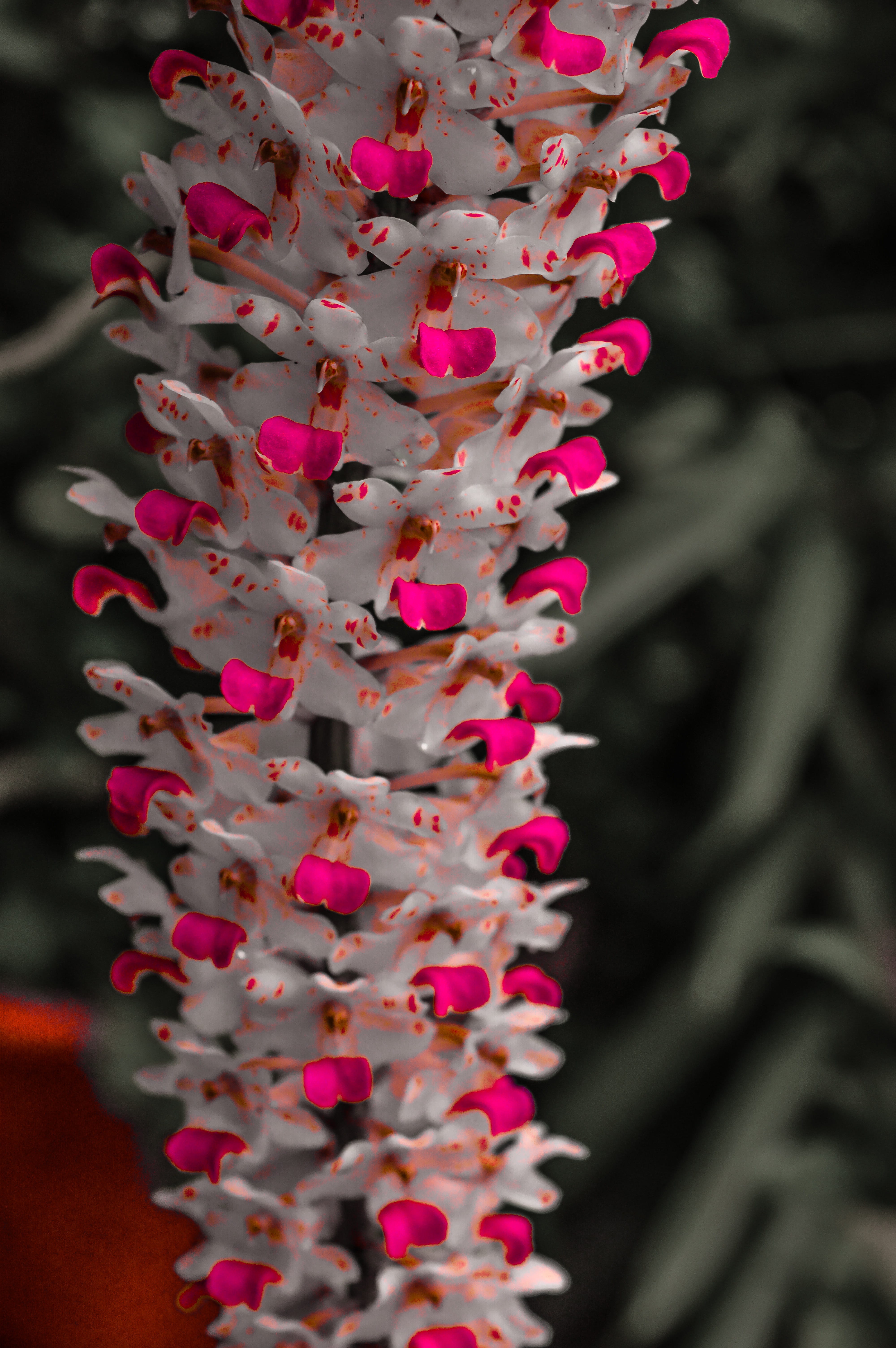 petal, flowers, monsoon, blossom, flower head, nikon photography, focus on foreground, purple, red white, urlaub, nature, orchid, selective focus, day, Phone HD Wallpaper