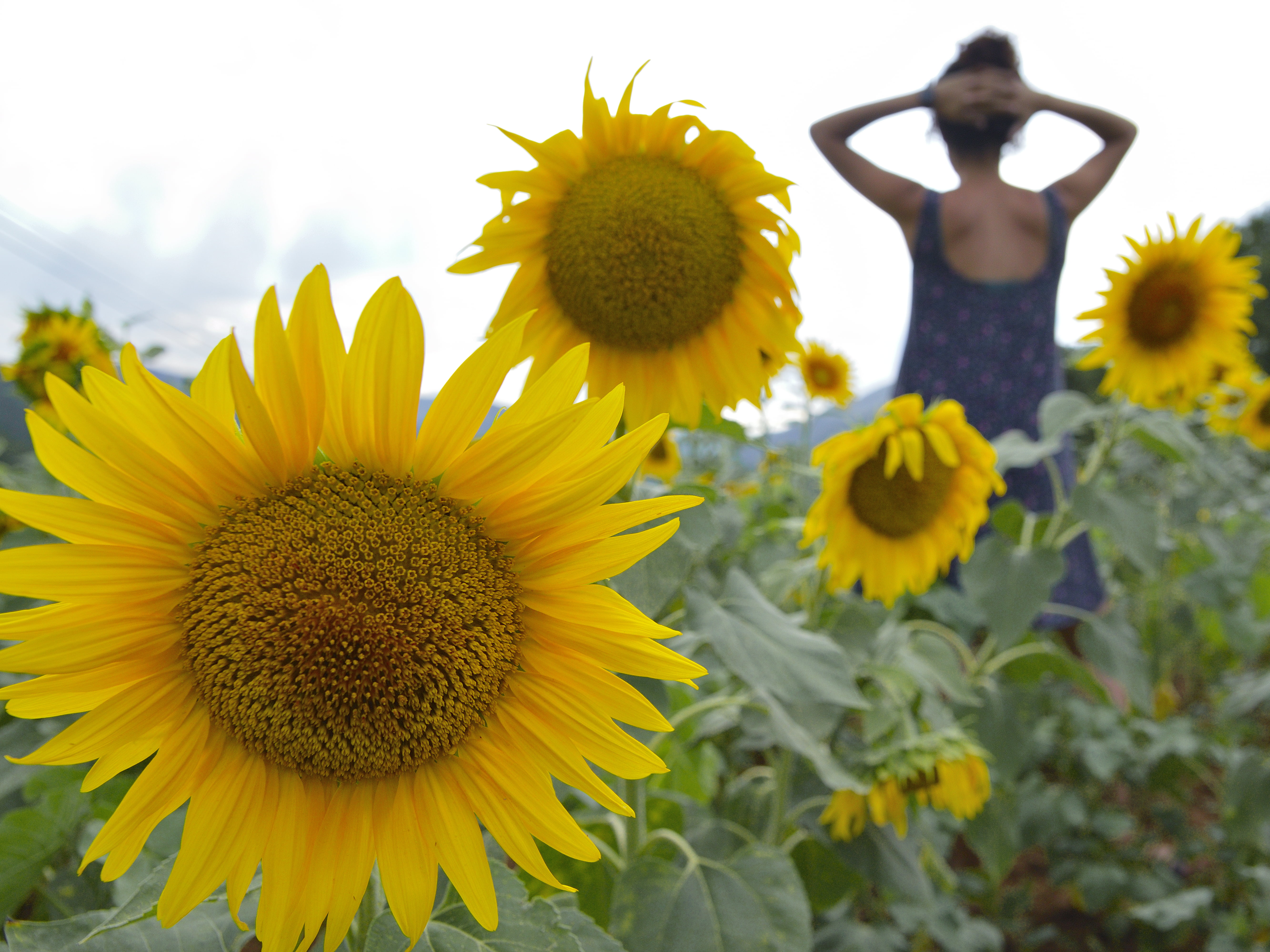 dress, Catalonia, sunlight, daytime, standing, yellow, Catalunya, field, flowers, Garrotxa, agriculture, sunflower, 5K, summer, Sigma, sun...  woman, plant, HD Wallpaper
