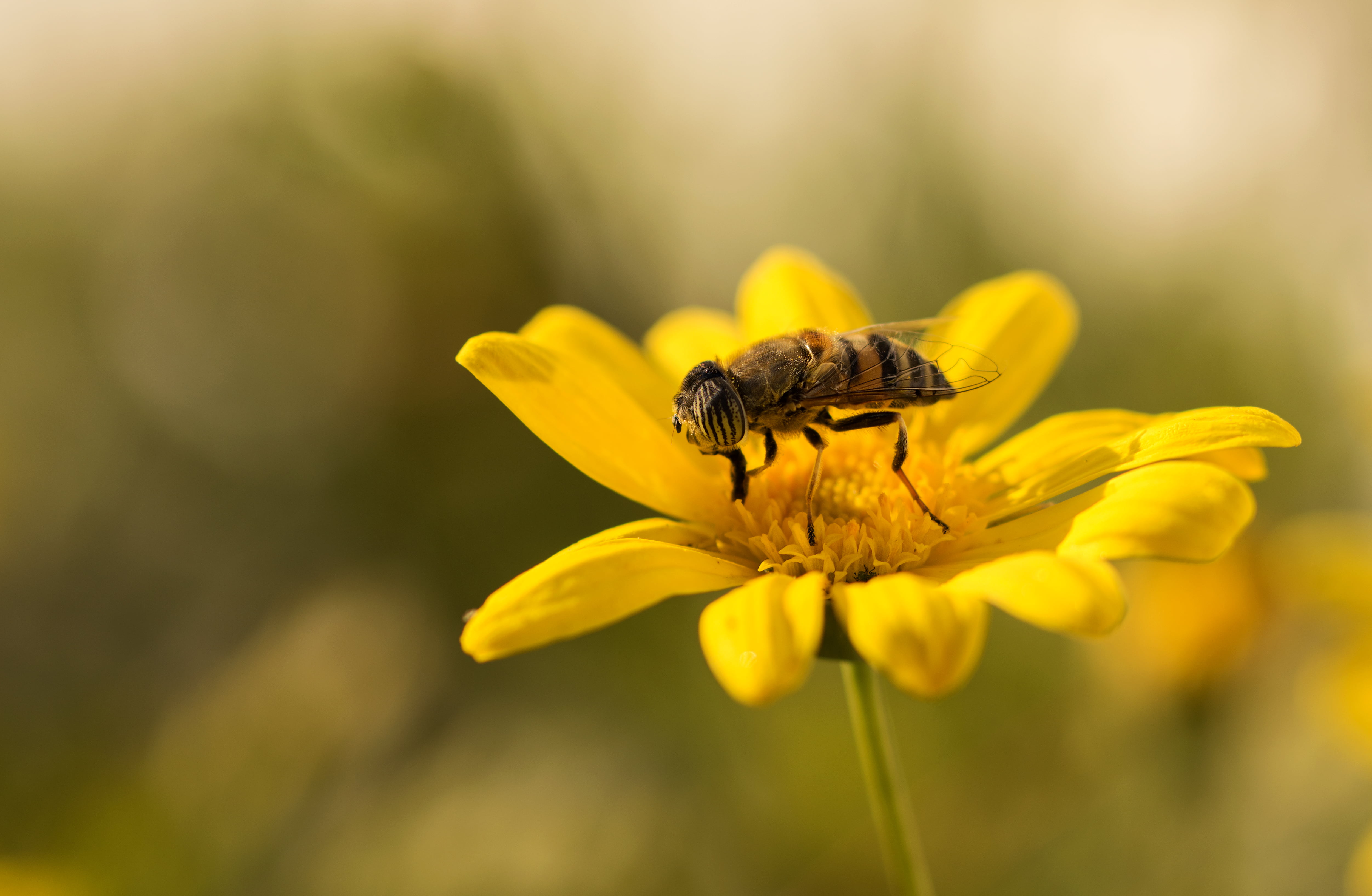 las, pollination, flores, de, top, flora, Mosca, selective focus, selective, Tamron, daisy, yellow, macro, nature, flickr, flower, insects, nikon d3200, HD Wallpaper