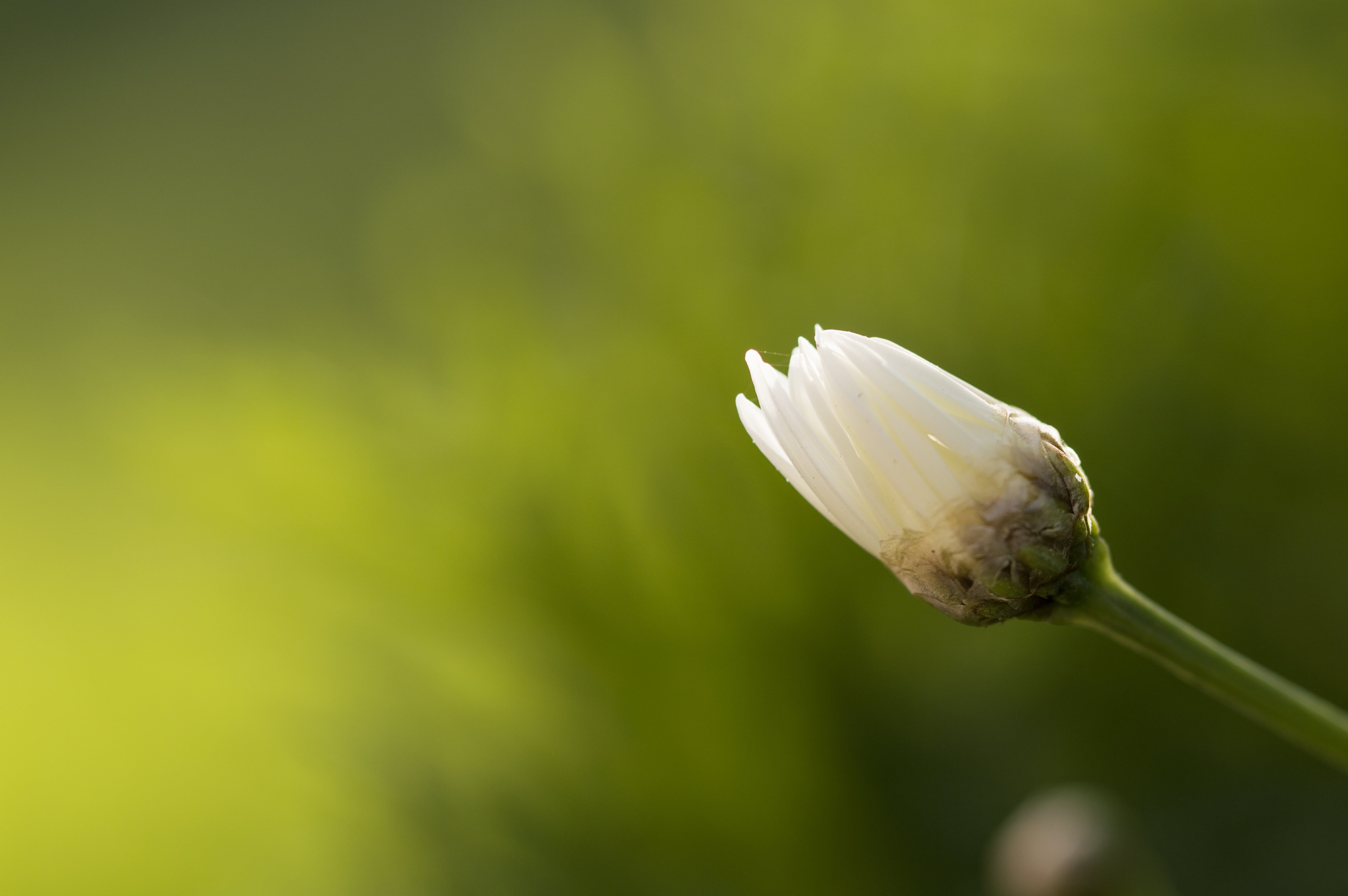 Tamron, nikon d3200, nature, oxeye, Capullo, 5K, flickr, white, fotografia, focus, daisy, Jaén, selective, Margaritas, selective focus, 90mm, Margarita, HD Wallpaper