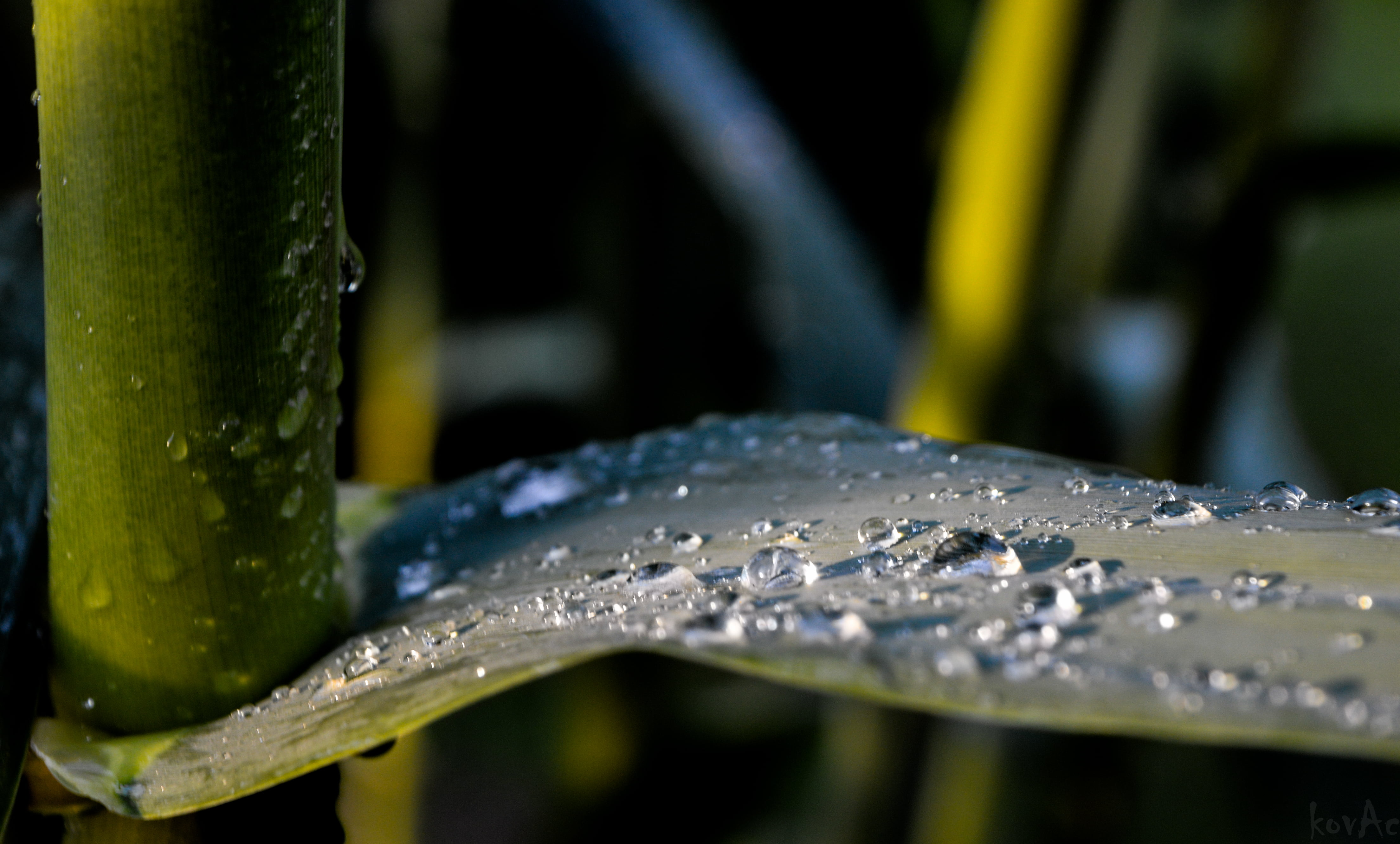 stem, water, dew, plants, green plants, leaf, drops, green Color, bead, nature, giant, szár, Diamonds, bubble, 4K, close-up, flower, photography, wet, HD Wallpaper