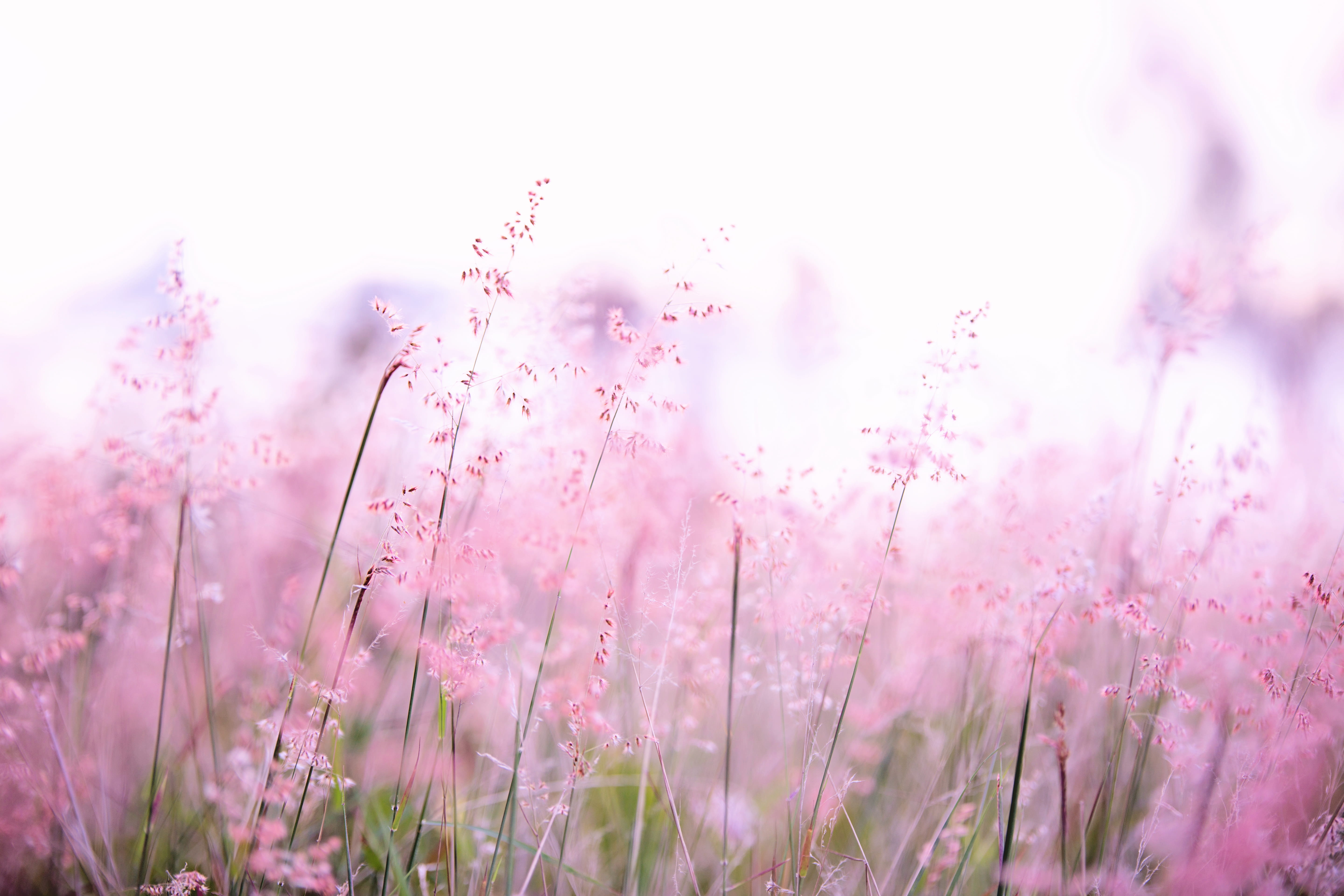 blossom, flowering plant, depth of field, plant, hayfield, vulnerability, flora, landscape, photography, close-up, blur, field, day, flower, outdoors, springtime, HD Wallpaper