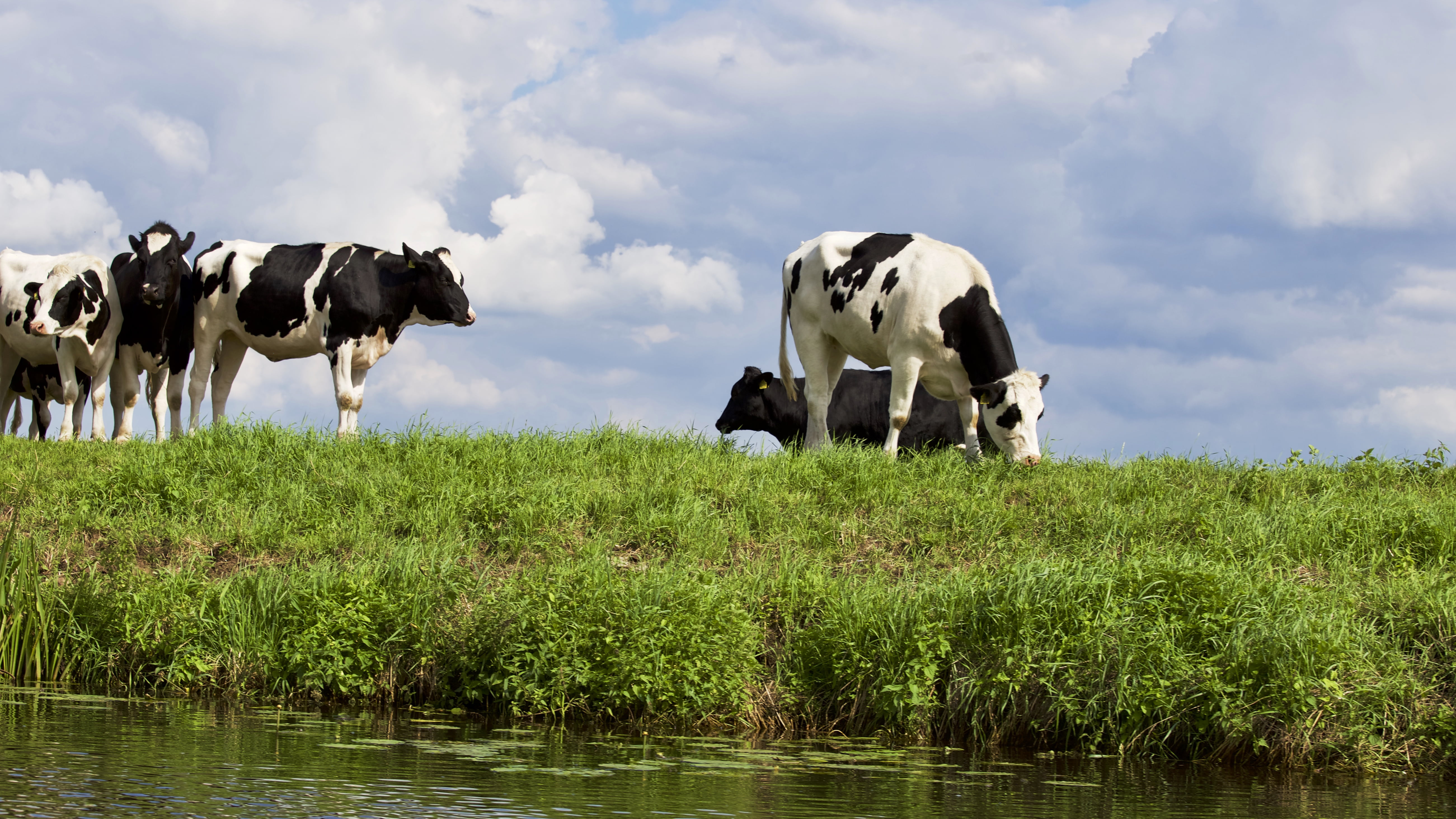 hayfield, plant, cloud - sky, mammal, pets, countryside, cattle, landscape, domestic animals, domestic cattle, cows, farm, animal, grassland, dairy, group of animals, HD Wallpaper