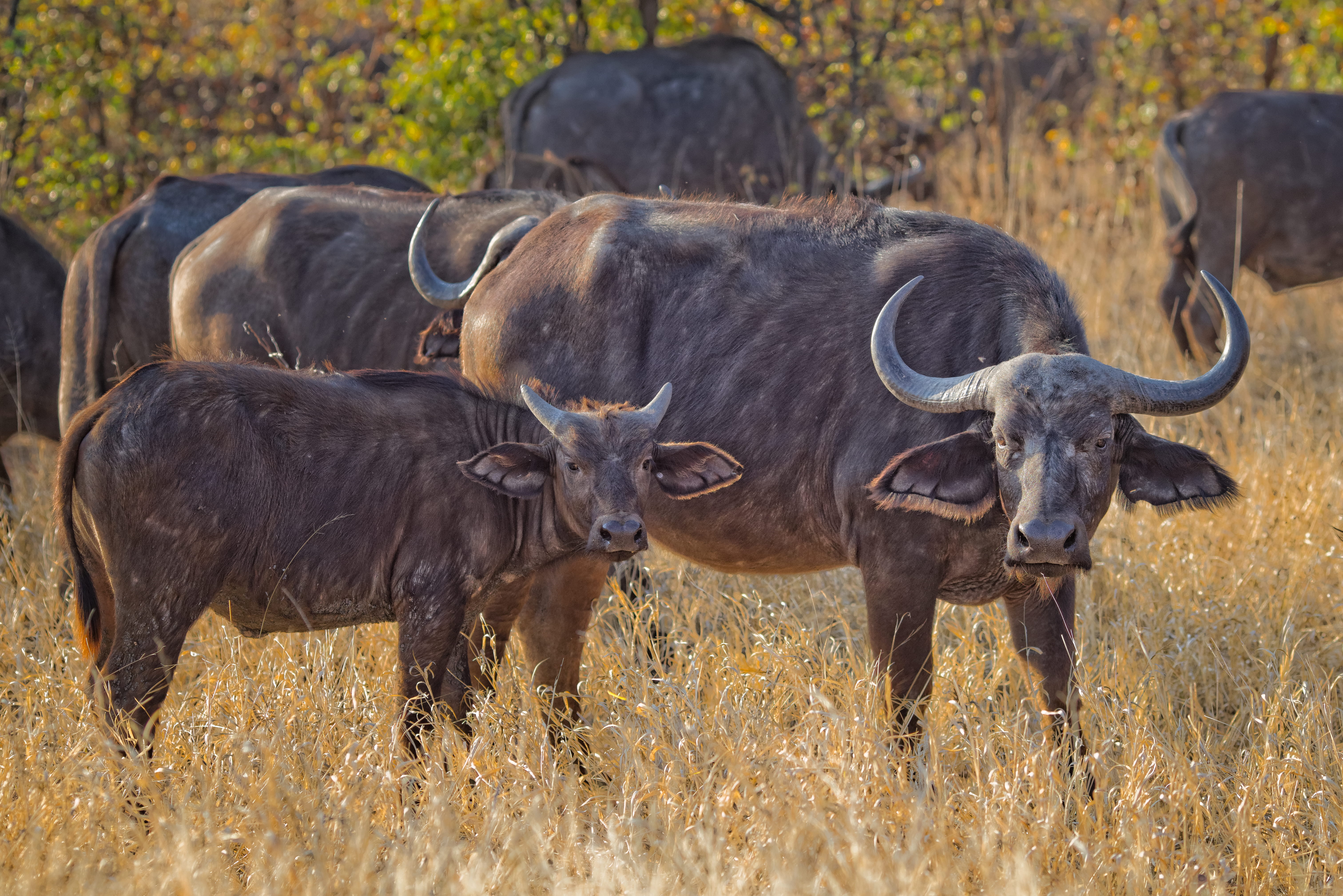 animal themes, black, farm, group of animals, wildlife, rural, animal wildlife, horns, blur, animals in the wild, focus, water, grass, hayfield, standing, HD Wallpaper