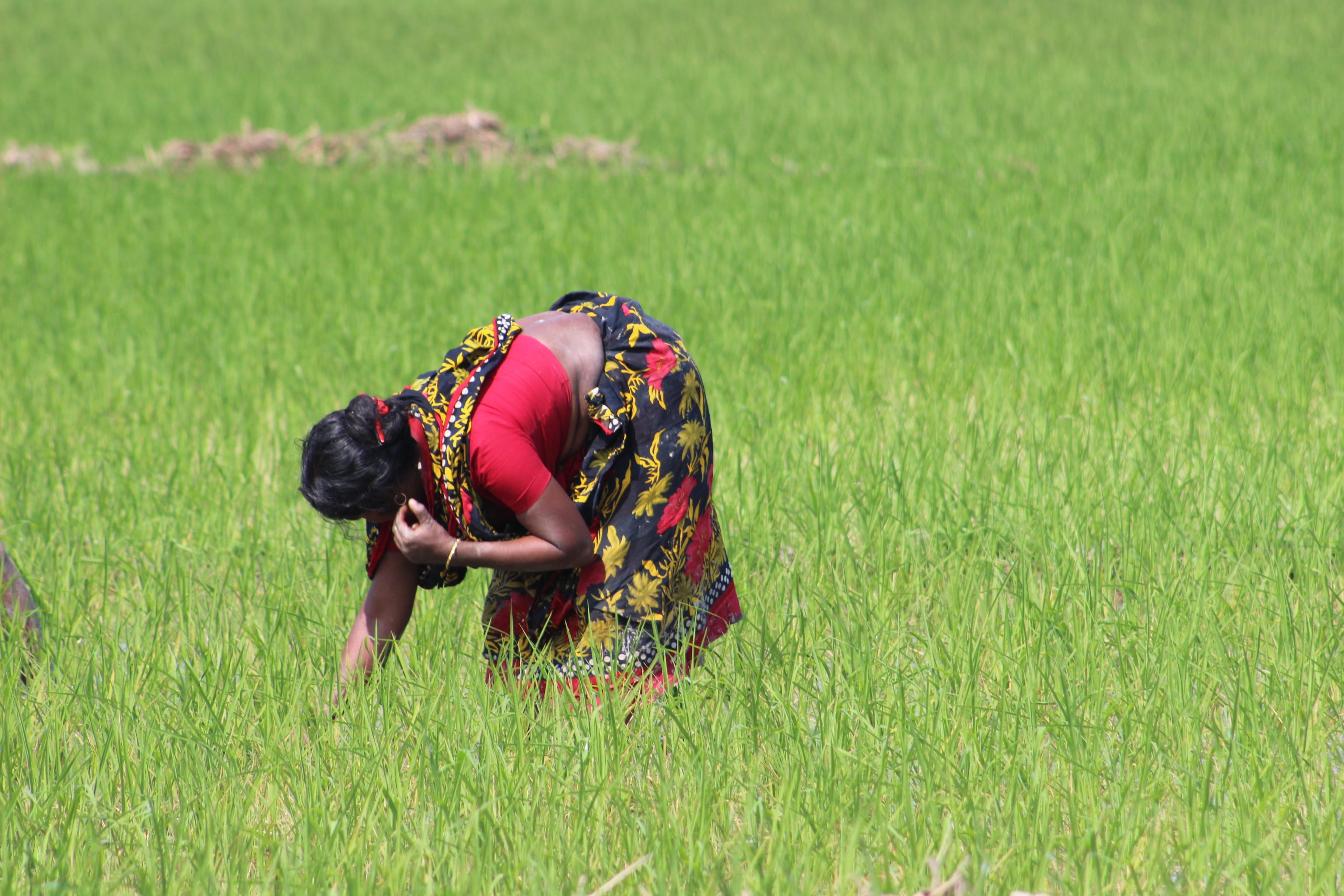 lifestyles, occupation, side view, country, bangladesh, men, plant, adult, green color, soil, leisure activity, field, land, grass, summer, hayfield, outdoors, HD Wallpaper