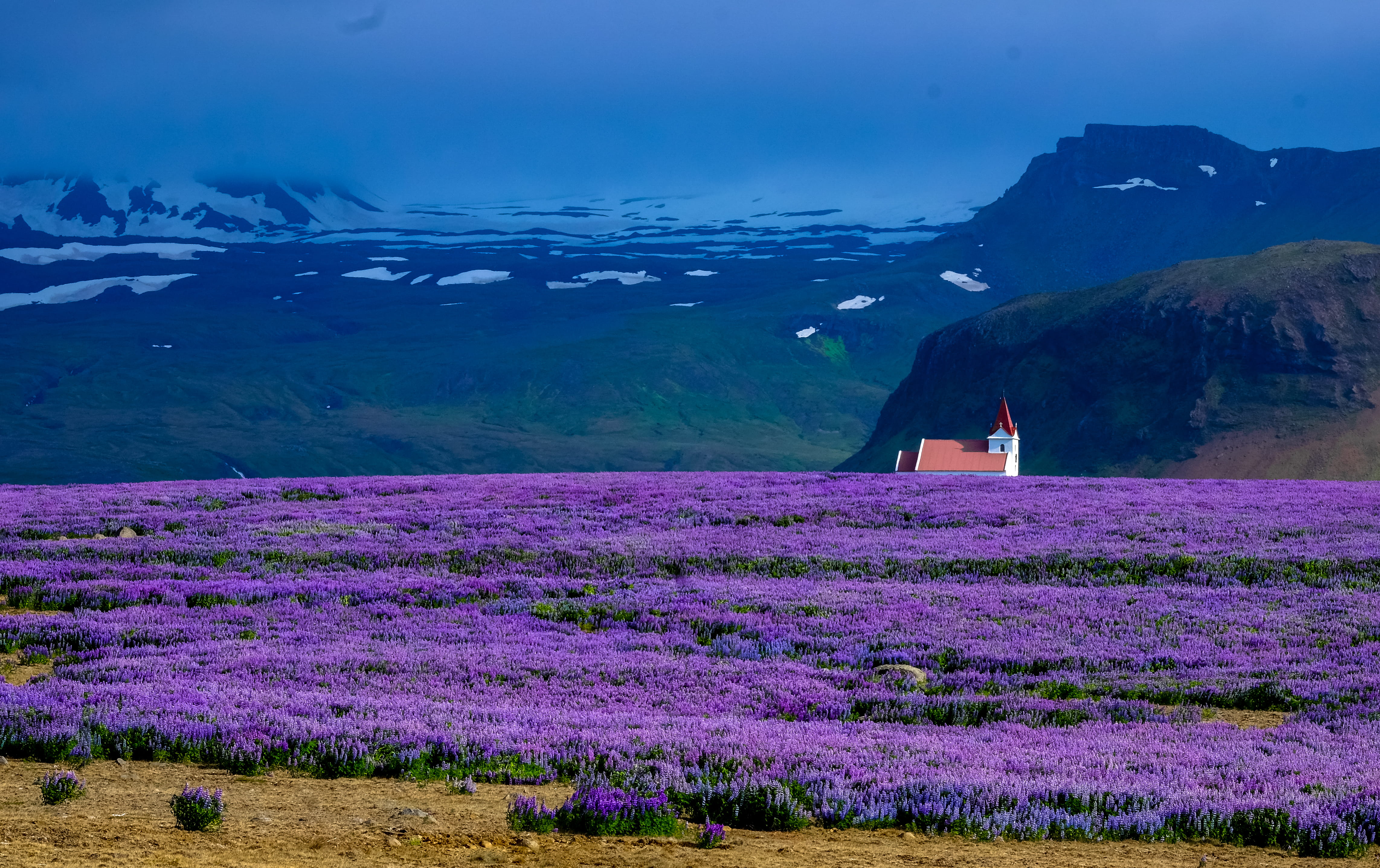field of flowers, hill, landscape, summer, house, beauty in nature, field, farm, rural, 4K, scenics - nature, outdoors, rural scene, snow, winter, purple, HD Wallpaper