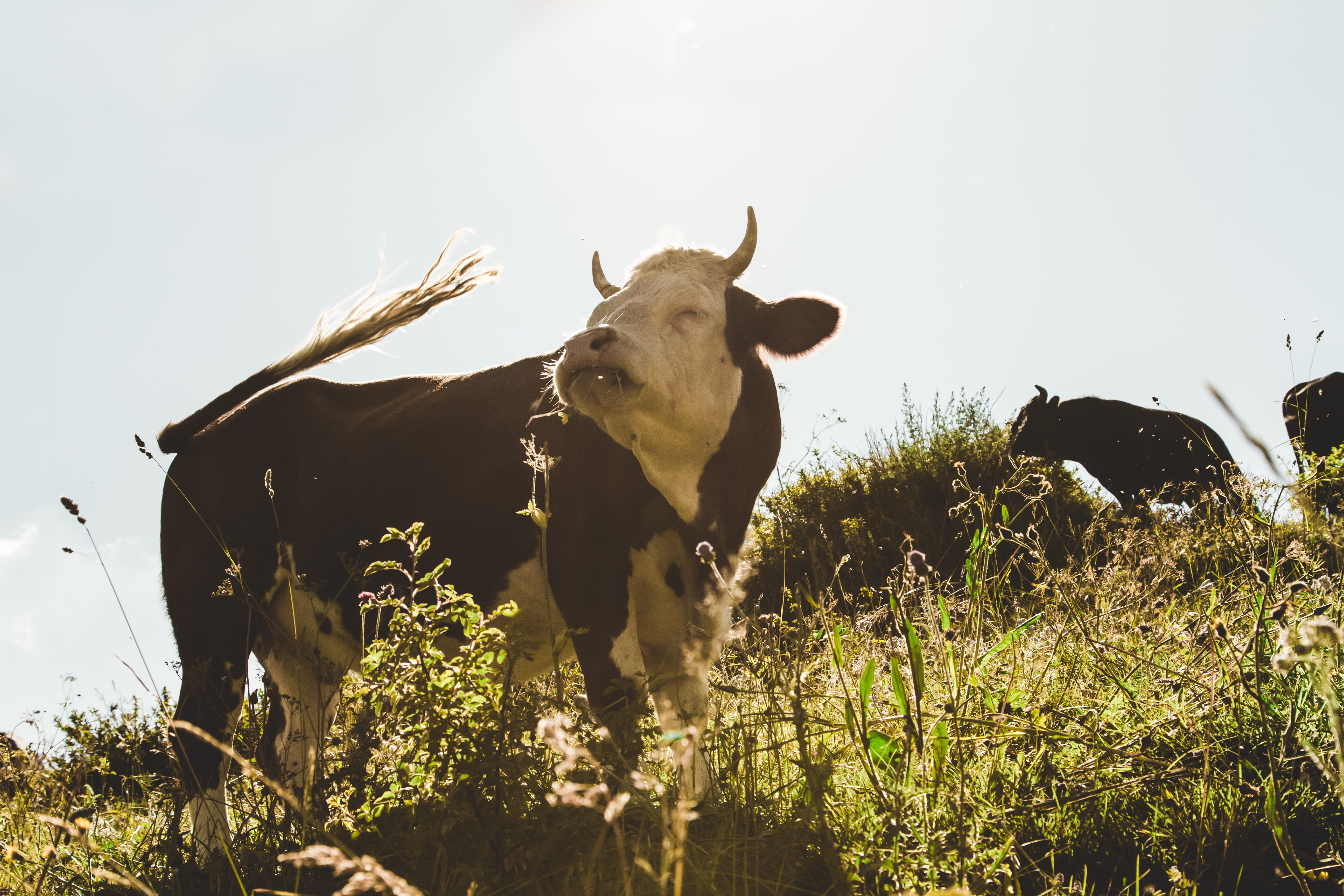 pasture, farmland, domestic, no people, herbivorous, grassland, animal themes, livestock, beautiful, agriculture, animal, white, field, green, vertebrate, HD Wallpaper