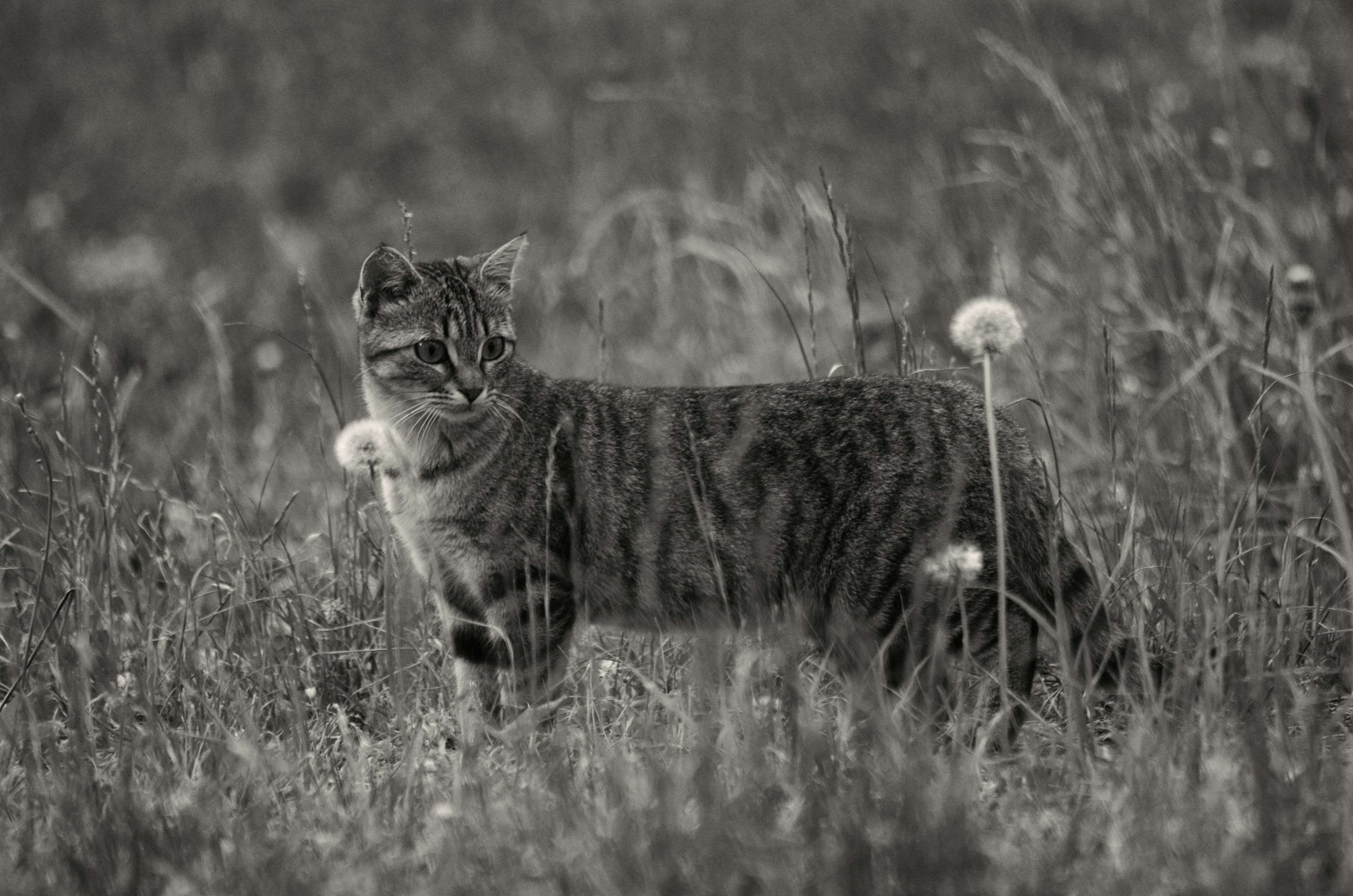 looking, domestic animals, selective focus, cat, tabby, kitten, whisker, feline, animal themes, flin, field, hayfield, one animal, plant, kitty, animalier, HD Wallpaper