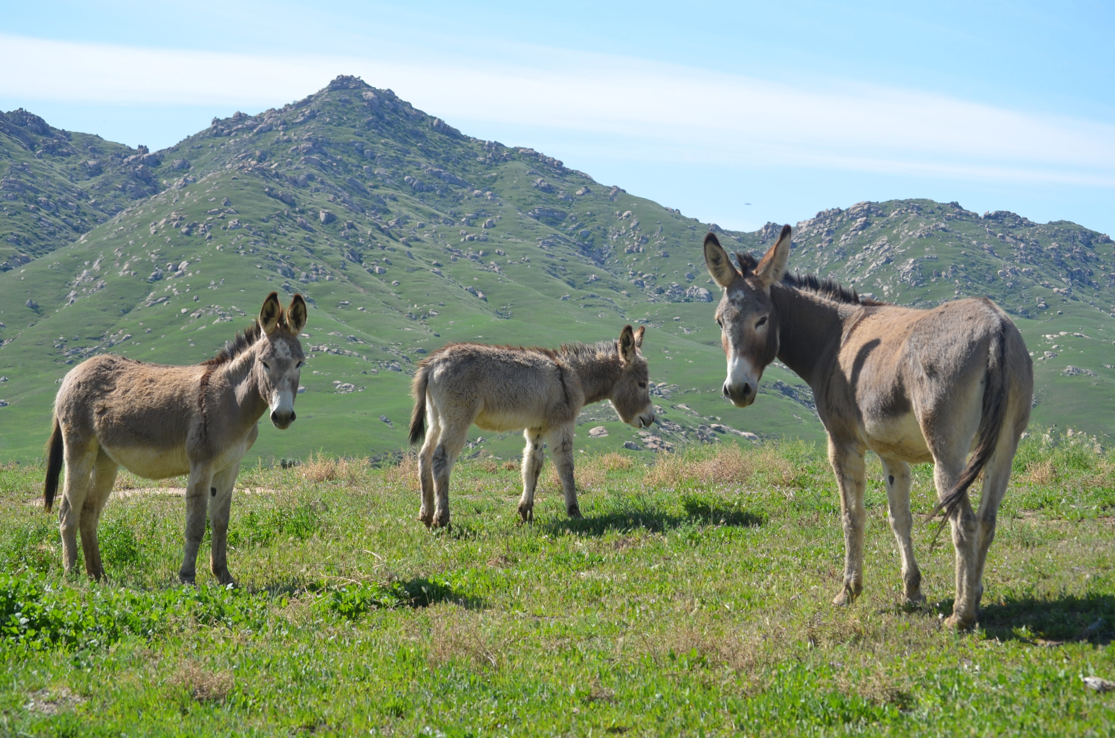 nature, pets, mammal, domestic animals, 2K, wild burros, day, mountain pasture, no people, field, grass, plant, livestock, domestic, vertebrate, land, HD Wallpaper