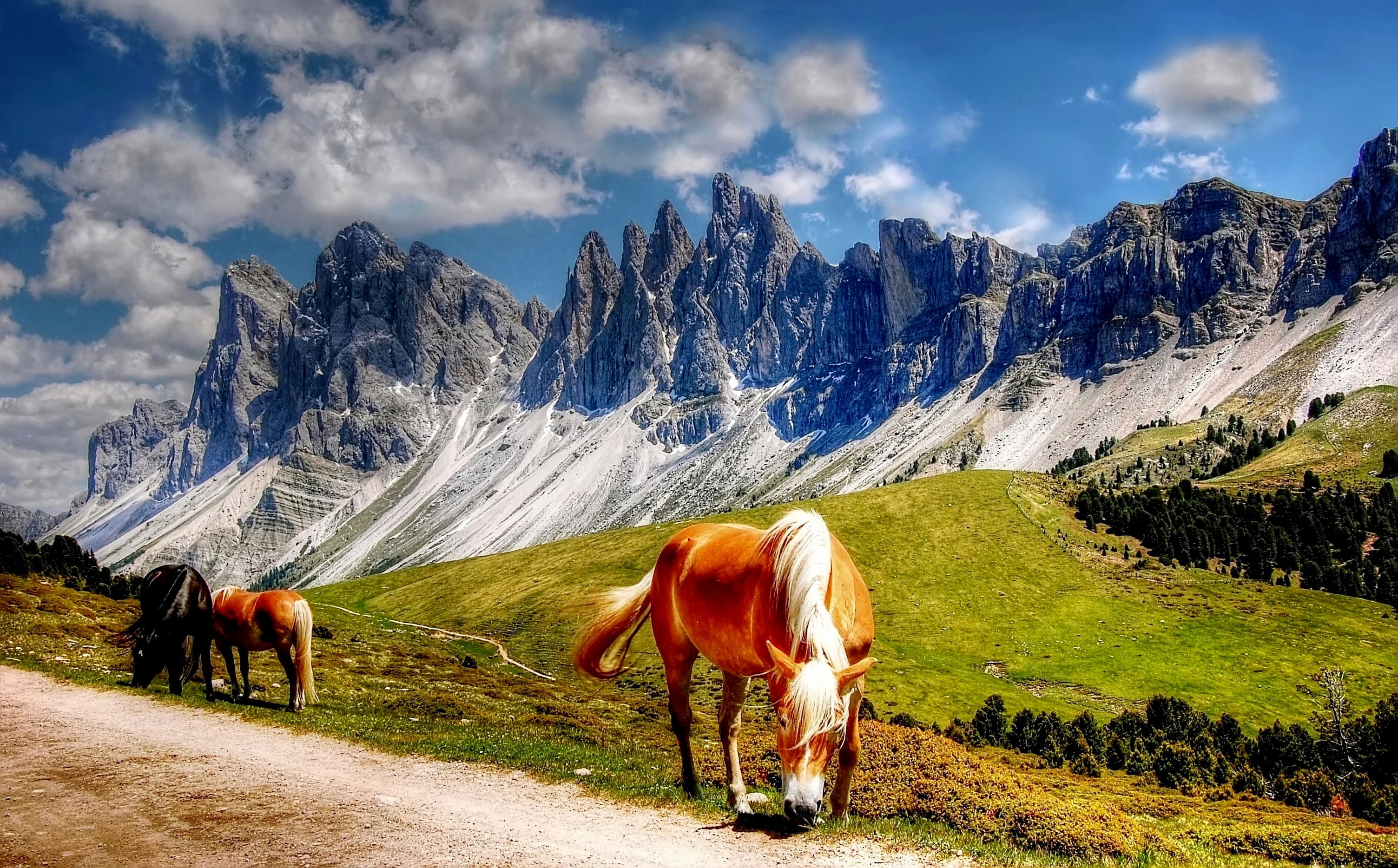 valley, 2K, farm, environment, country, no people, herbivorous, pets, grassland, meadow, two, field, scenery, blue, animal wildlife, scenics - nature, HD Wallpaper