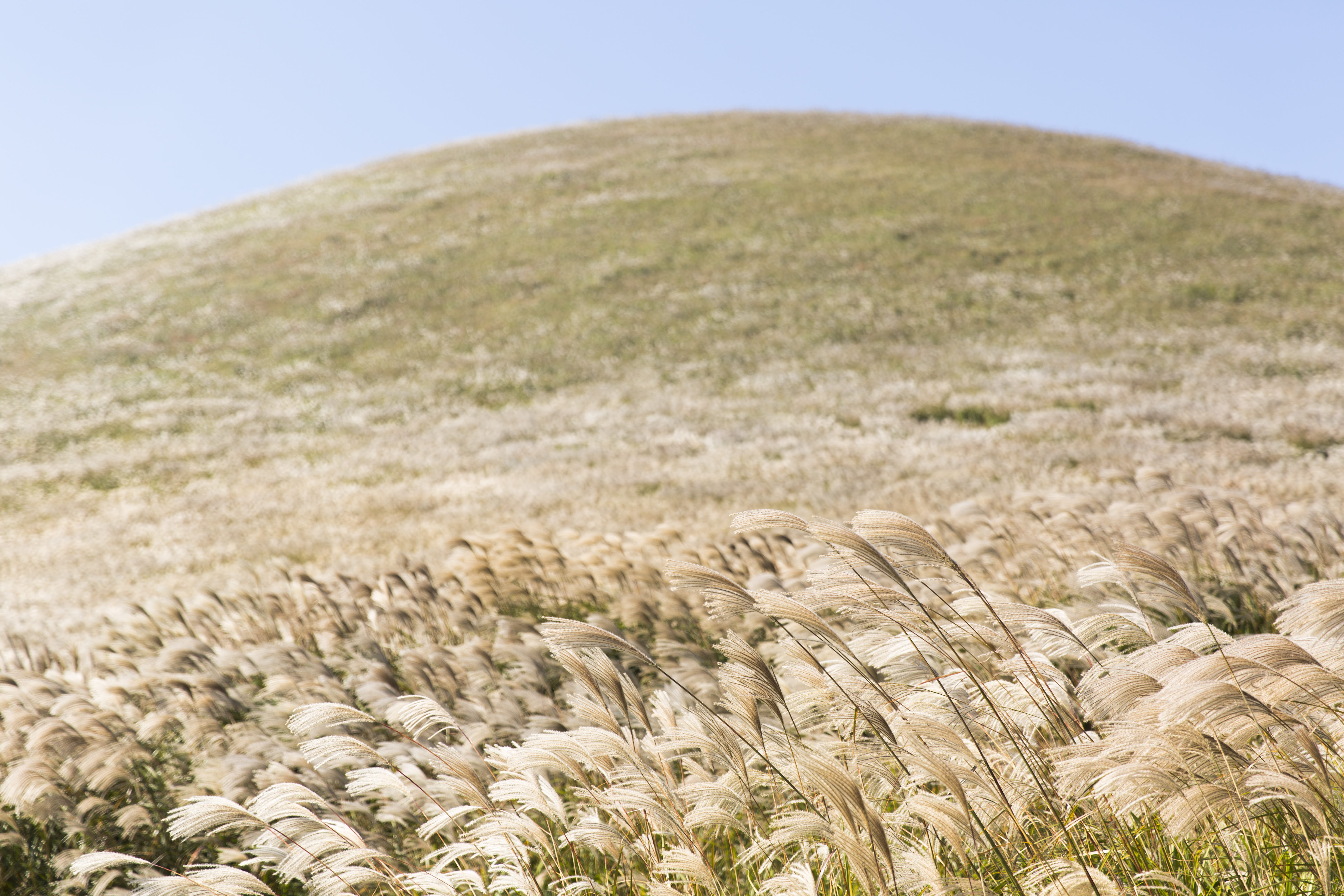 brown, 5K, white, beauty in nature, hillside, no people, tranquility, farm, scenics - nature, brushing wind, plant, sunny day, outdoors, brushing, grass, HD Wallpaper