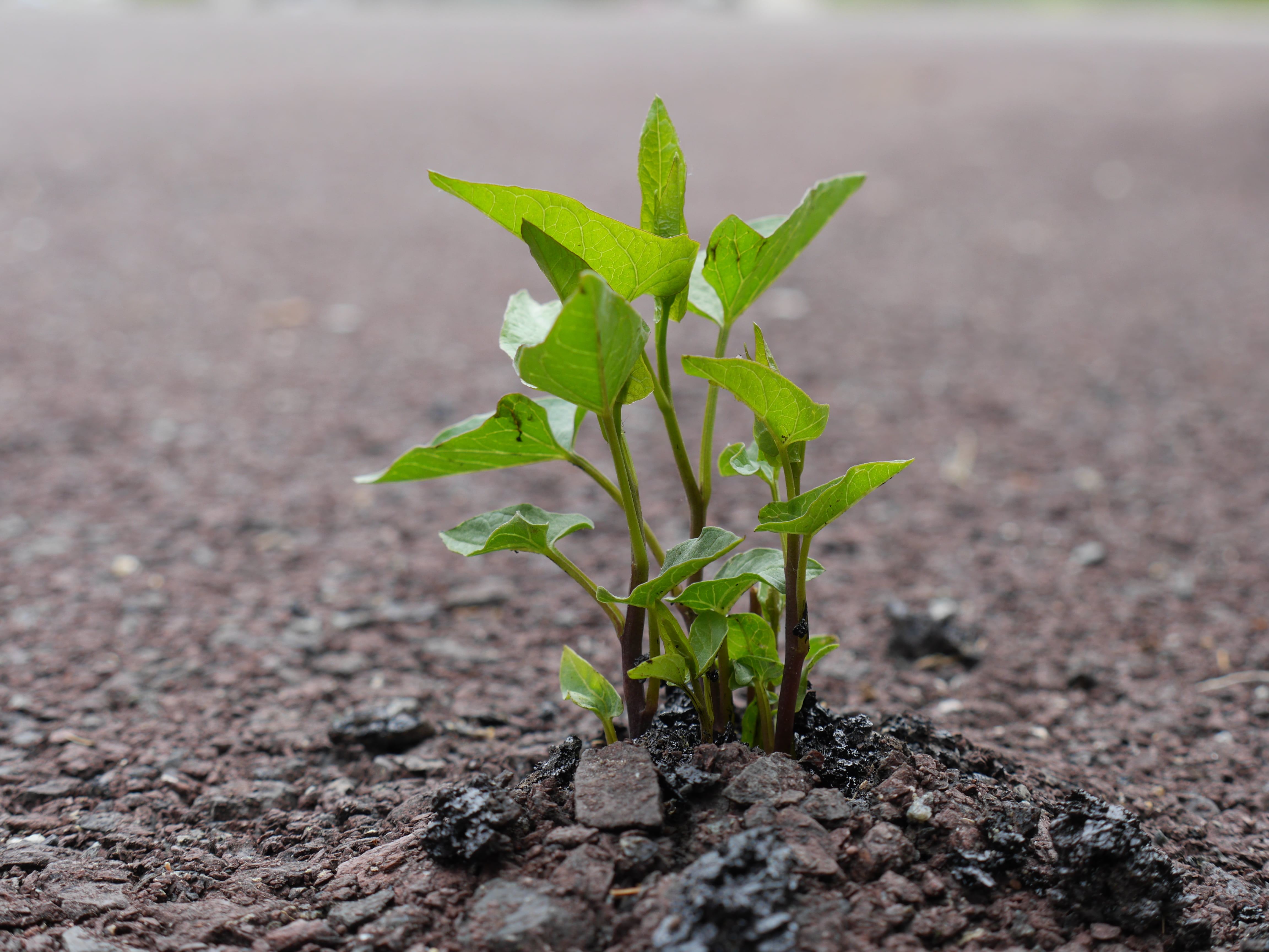 agriculture, conquer, green Color, leaf, strength, macro shot, growth, sustainable, breaking through, persistence, land, small, 4K, green, seed, macro, HD Wallpaper