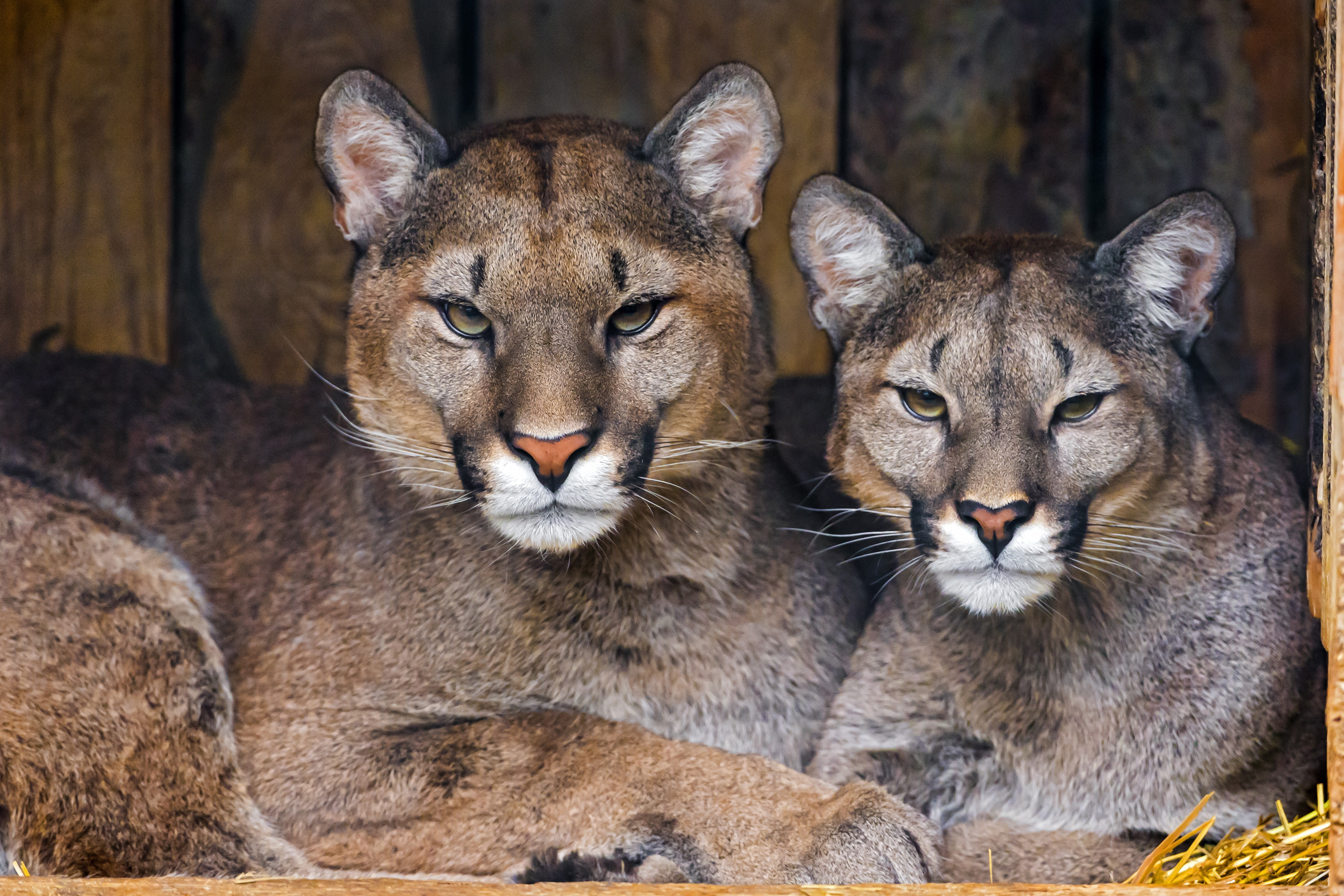 couple, cougars, 4K, two, animals, pumas, brown, predators, HD Wallpaper