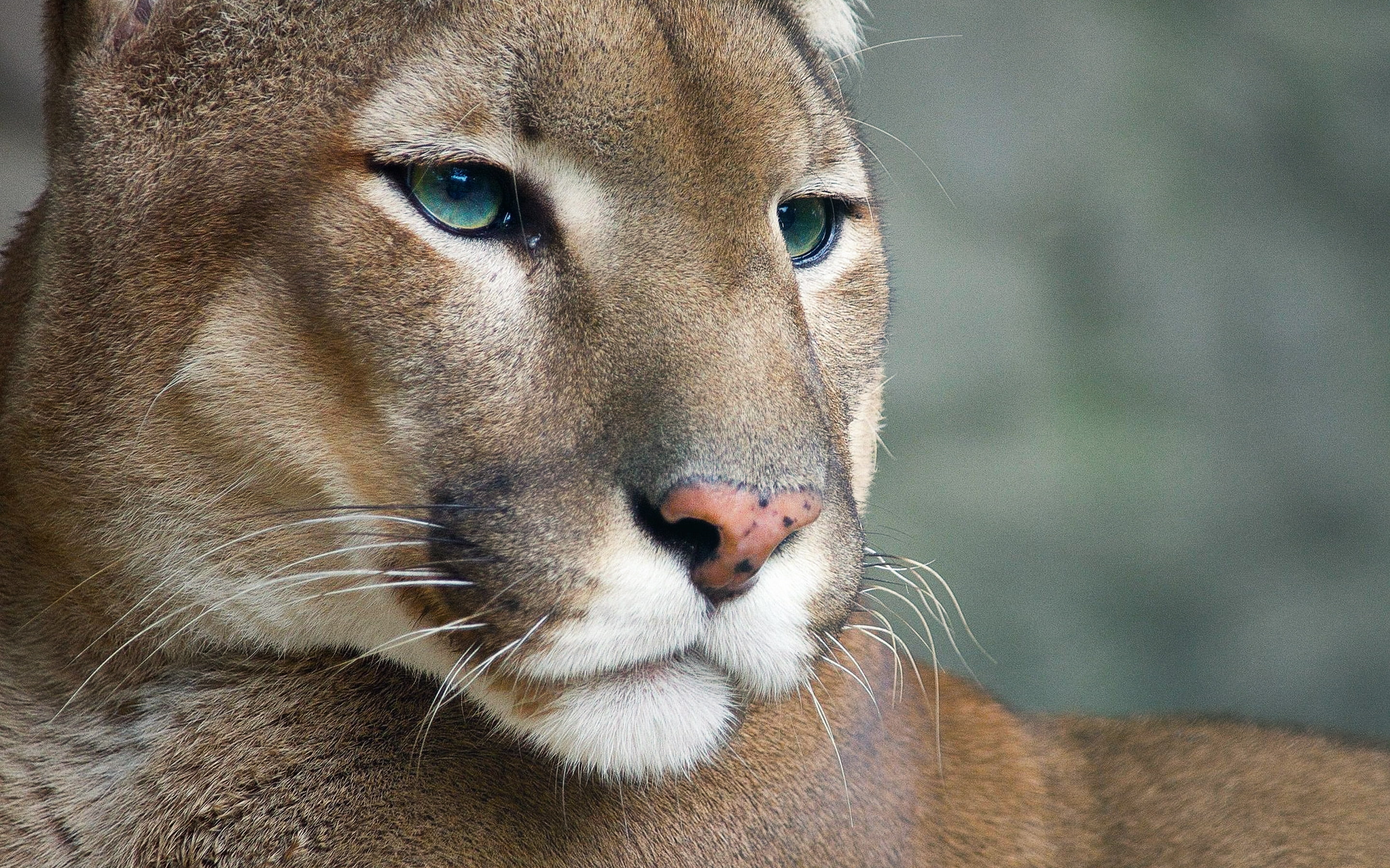 puma, 2K, lioness, brown, cougar, HD Wallpaper