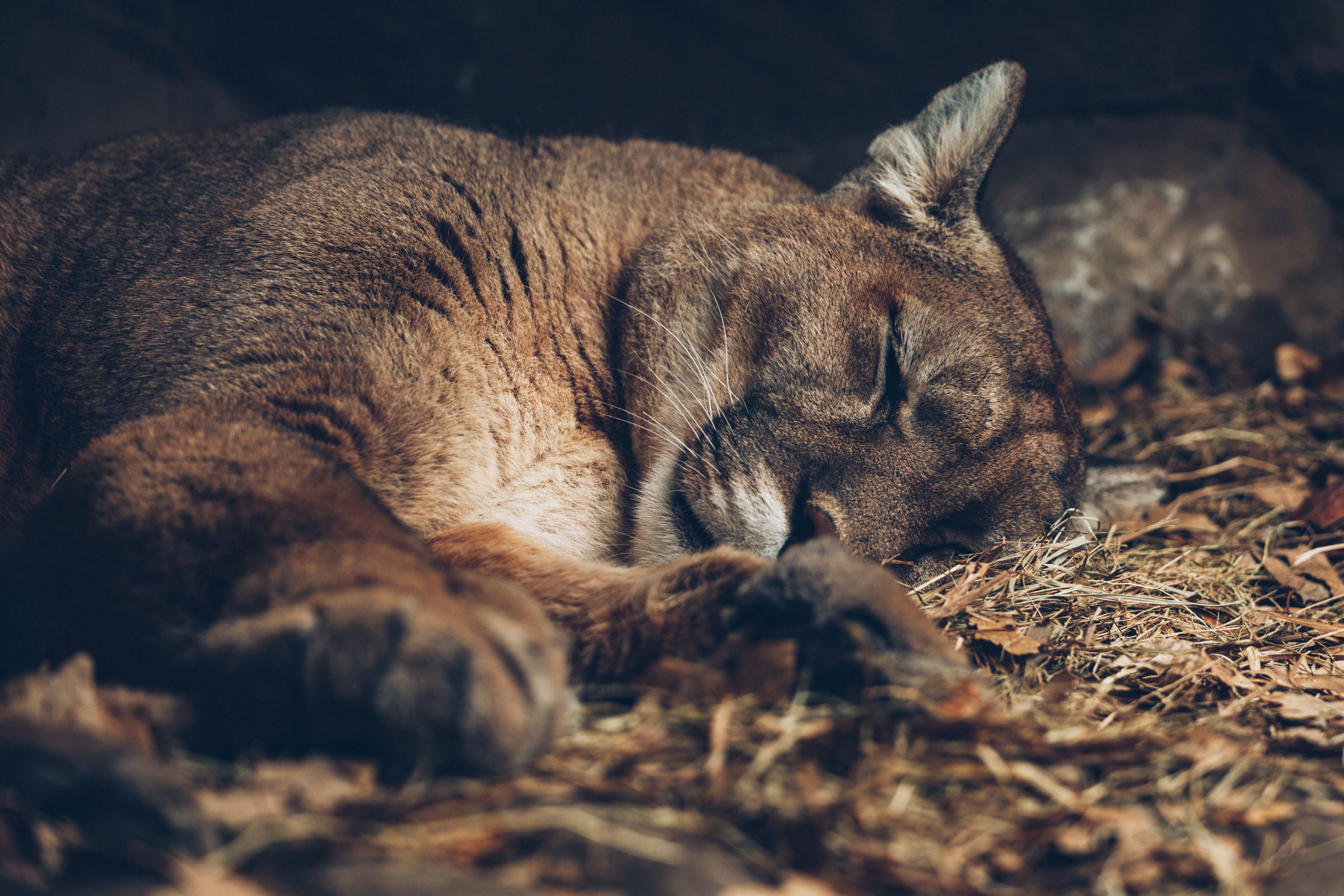 stay, Puma, 1080P, cat, mountain lion, Cougar, HD Wallpaper