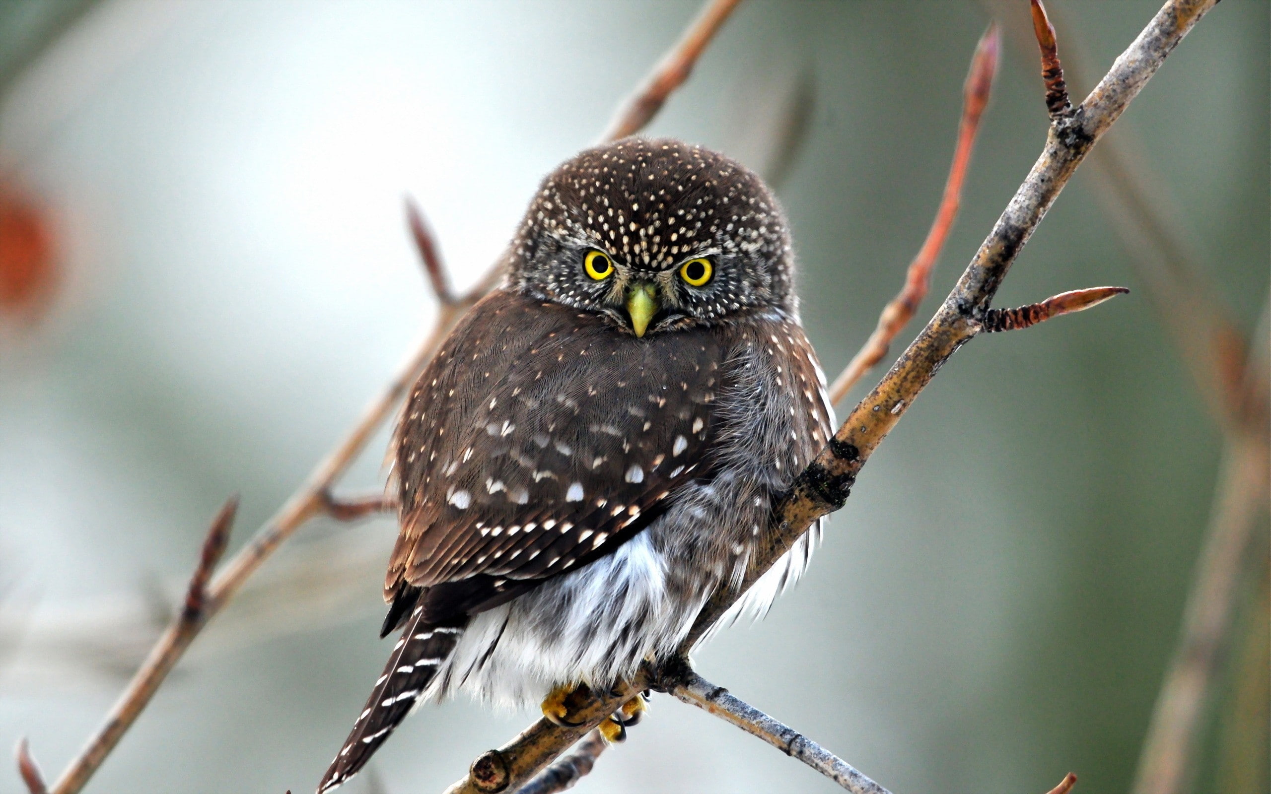 animals, twigs, 2K, birds, owl, HD Wallpaper