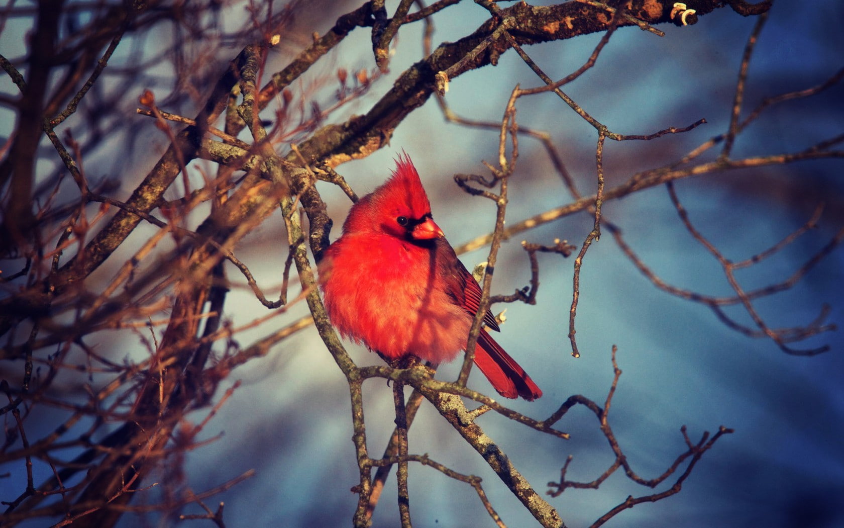 beauty in nature, bare tree, animal wildlife, animals, perching, twigs, bird, tree, outdoors, branch, vertebrate, plant, focus on foreground, Cardinals, HD Wallpaper