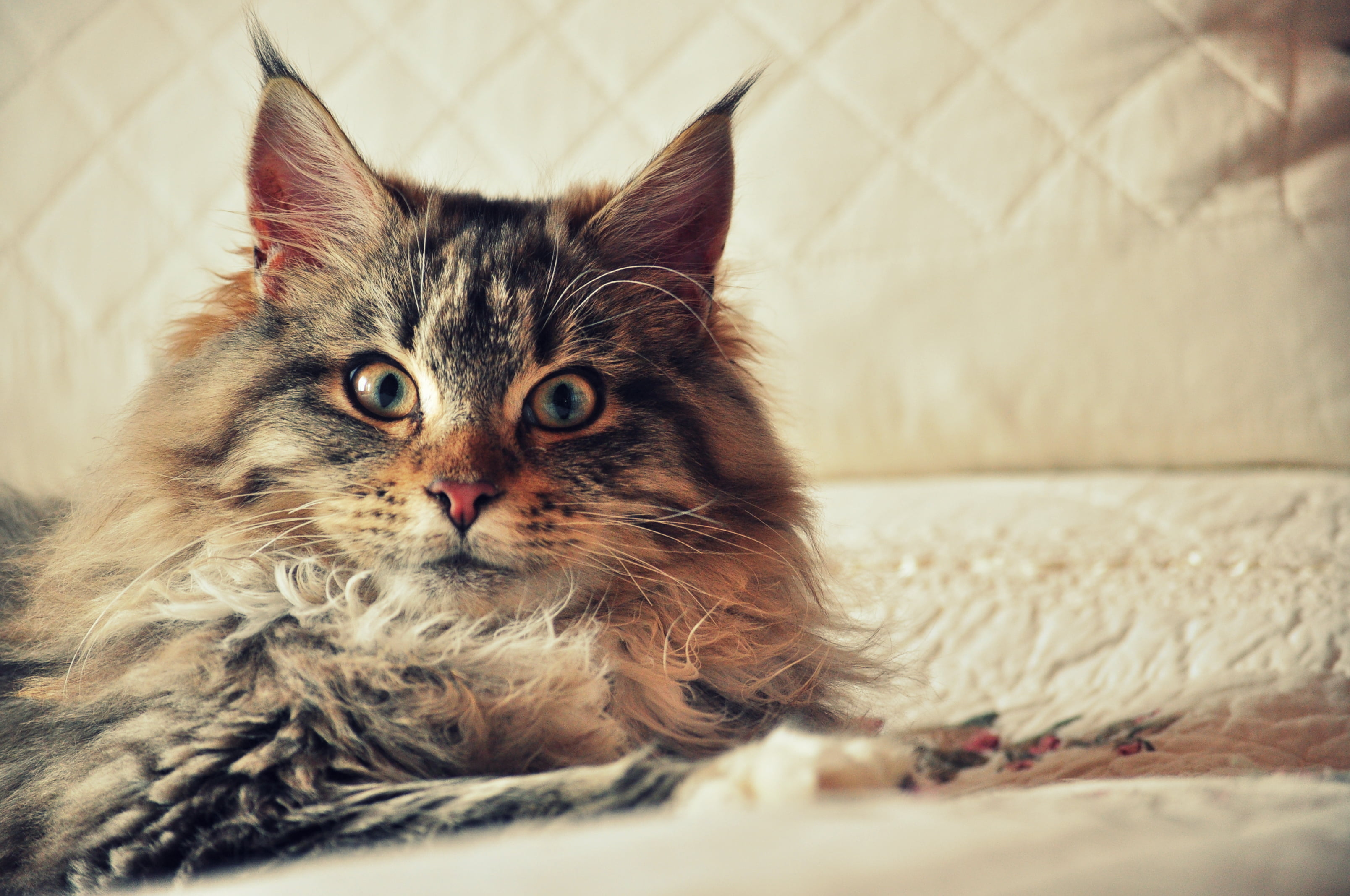 domestic Cat, sofa, look, comfortable, animal, maine, one Animal, cat, animal Eye, mammal, tabby, feline, maine coon, brown, animal themes, bed, animal head, HD Wallpaper