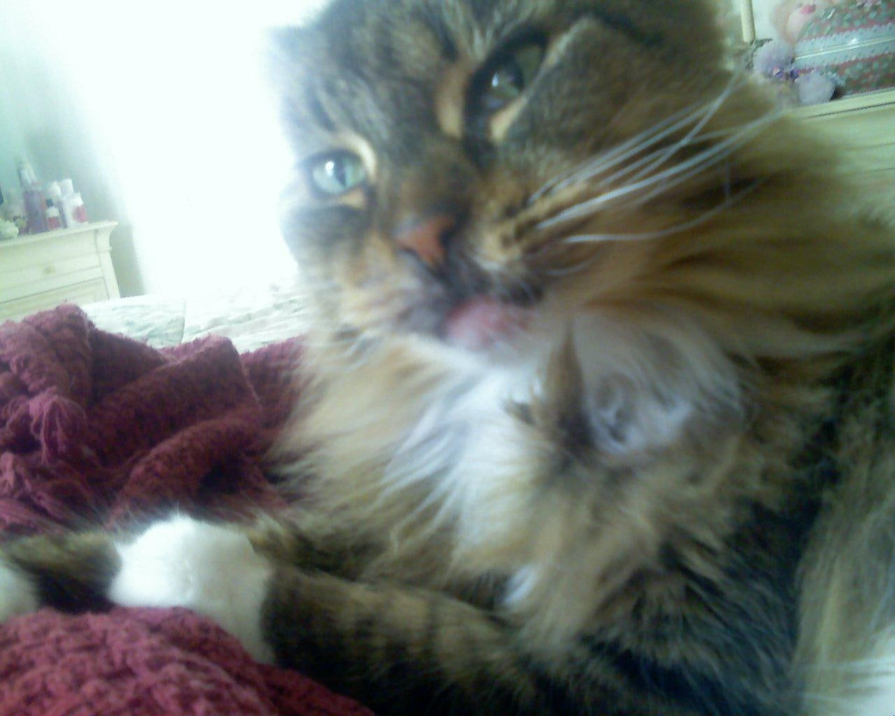 maine, hd, mackeral tabby, long, fur, coon, maine coon, mackeral, gracie, brown, marie, 720P, tabby, cat, animals, HD Wallpaper