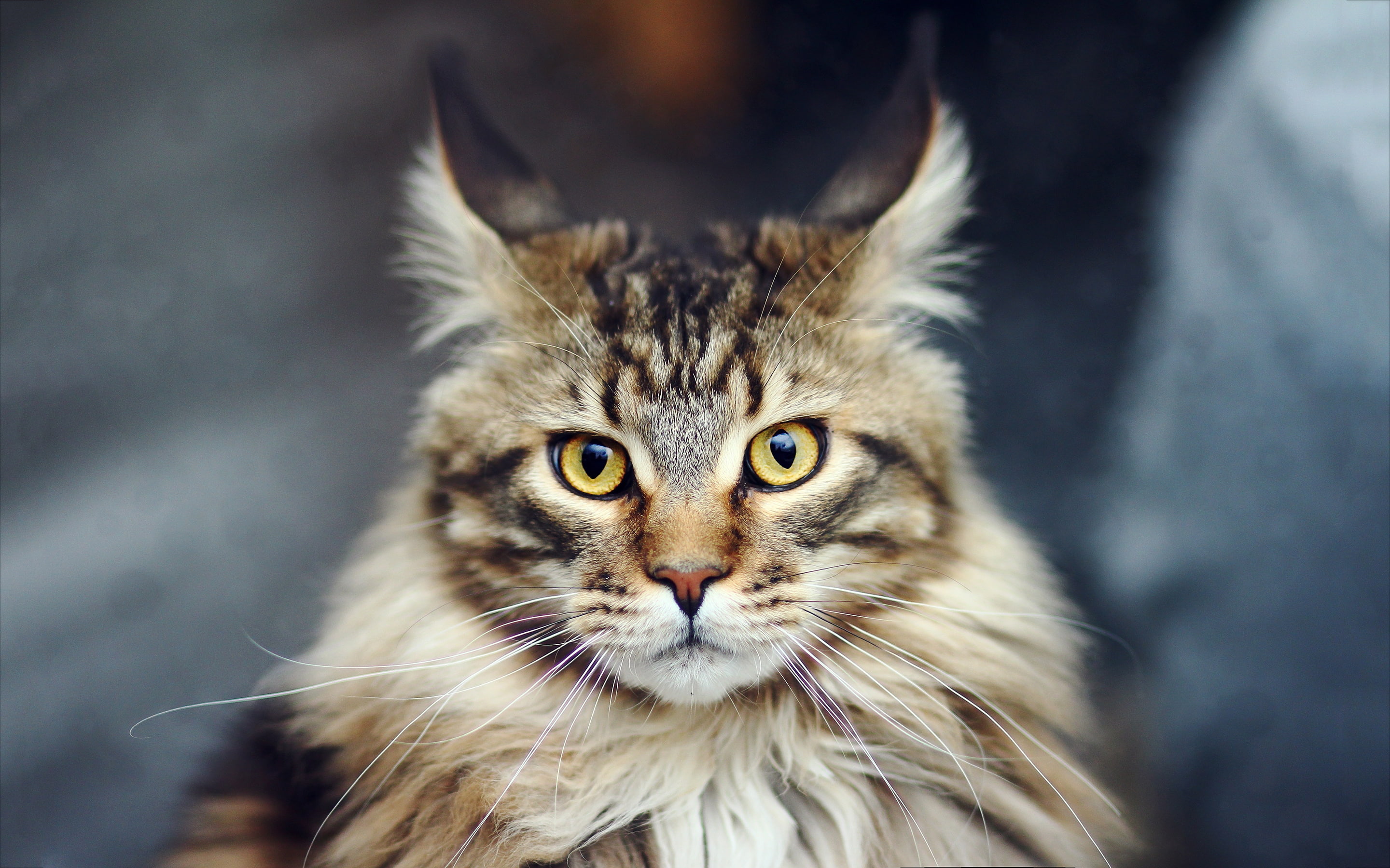 cat, coon, jinx, maine coon, 2K, beautiful, close up, maine, HD Wallpaper