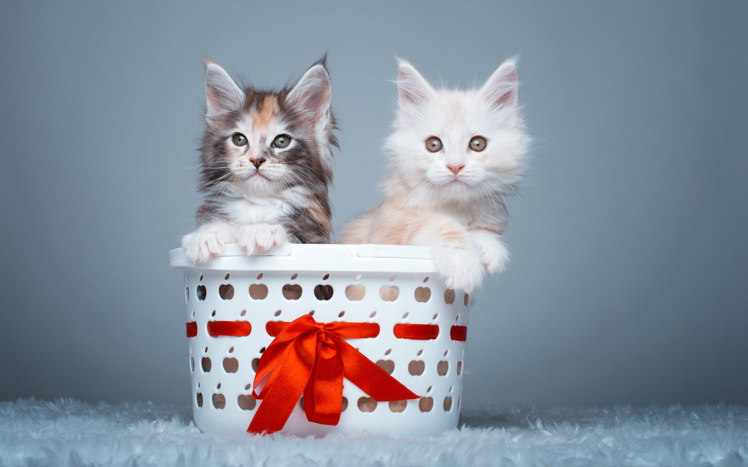 basket, maine, coon, 2K, Maine Coon kittens, kittens, couple, HD Wallpaper