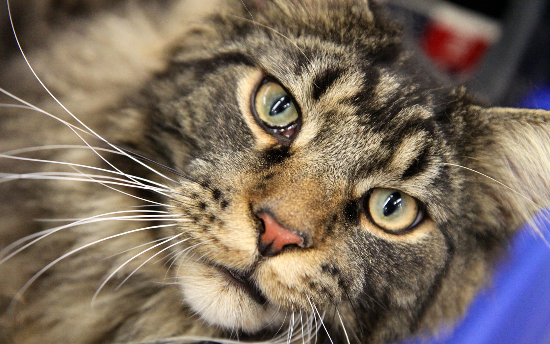 close, beautiful, 1080P, maine, green eyes, coon, maine coon, HD Wallpaper