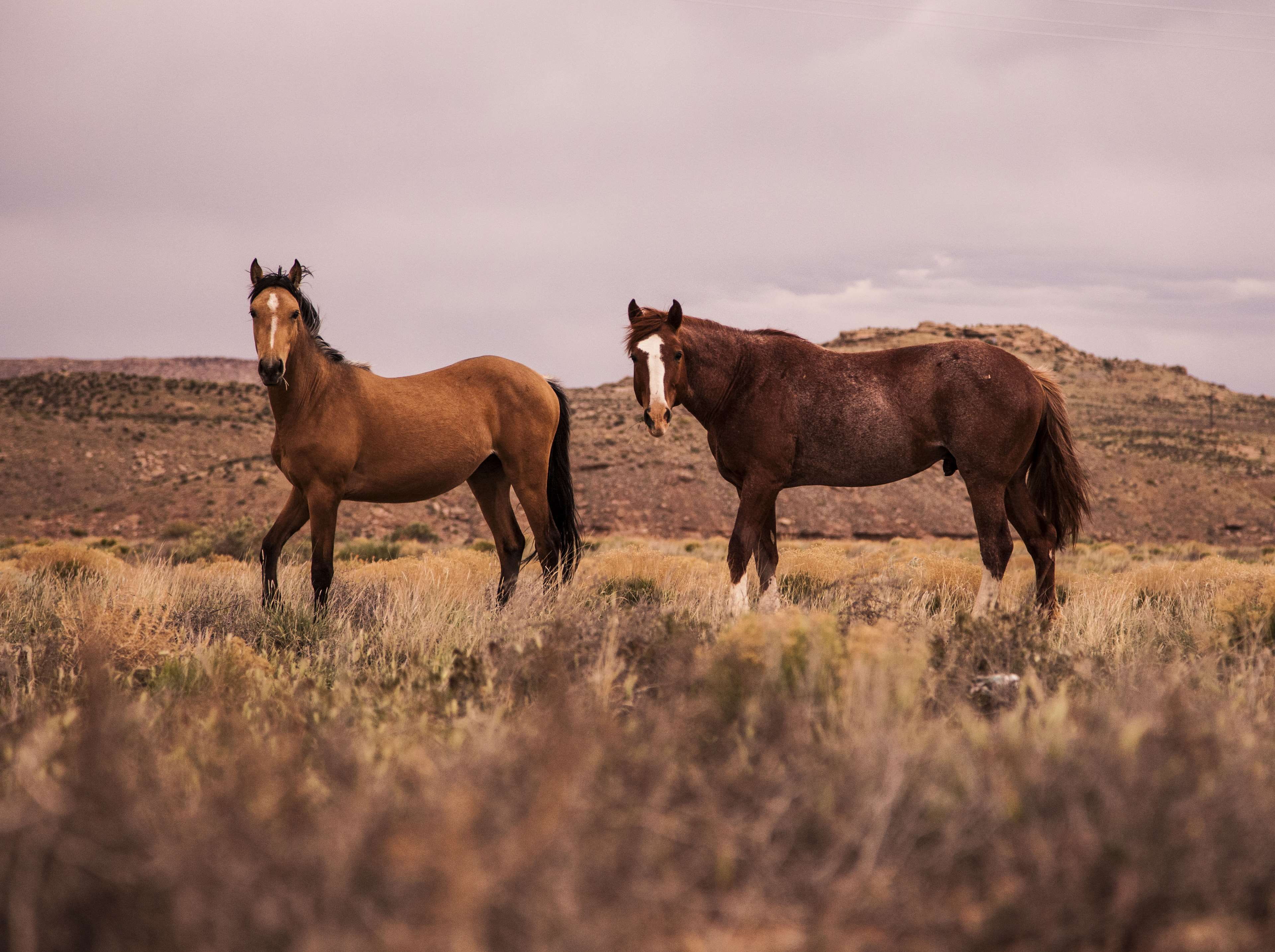 hill, grass, domestic, wildlife, nature, wild, cavalry, hayfield, no people, stallion, two animals, mammal, vertebrate, animal themes, animal family, field, HD Wallpaper