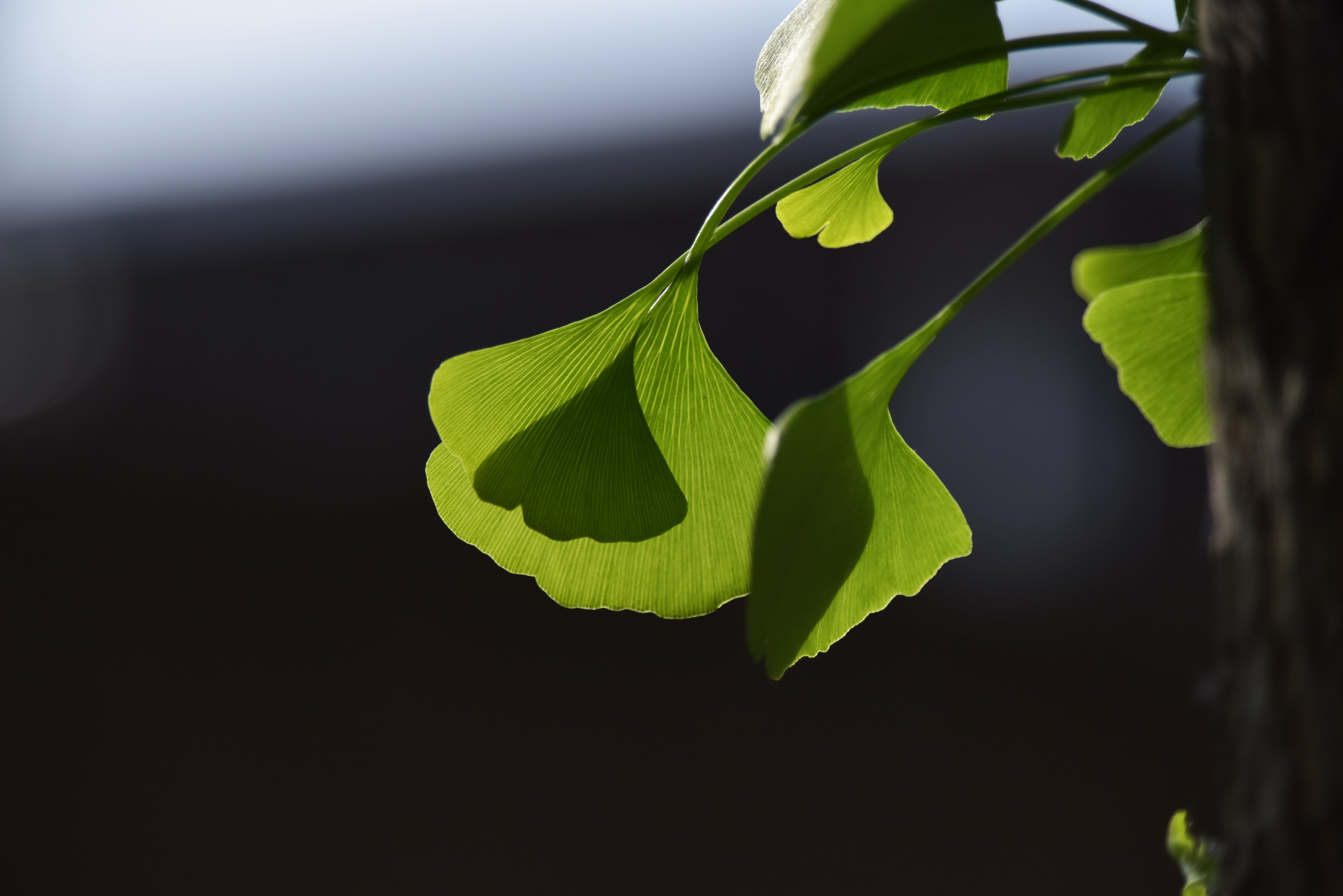fragility, focus, plant, ginkgo trees, leaves, freshness, close-up, light and shadow, black background, green, studio shot, selective, growth, day, photography, HD Wallpaper